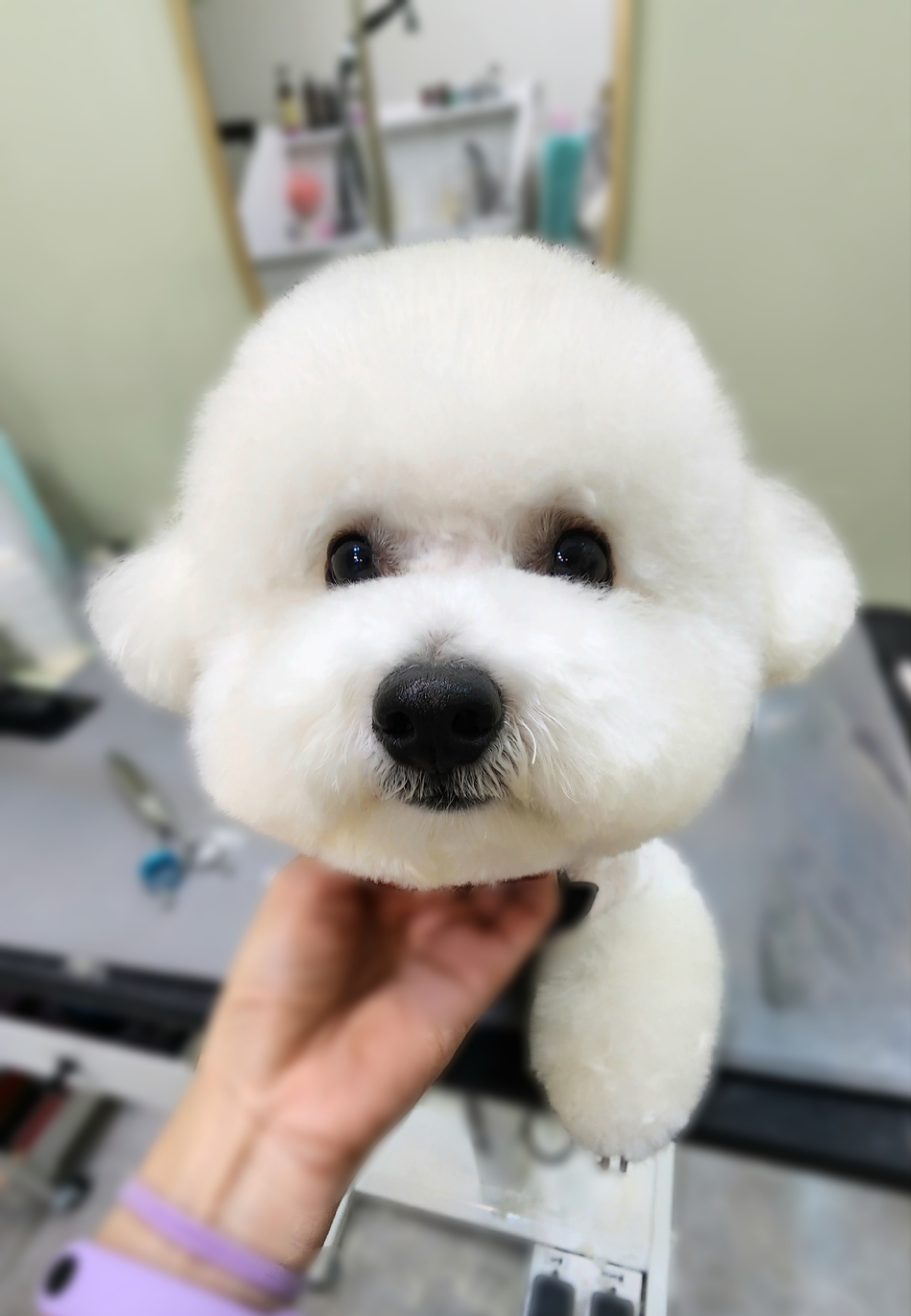 그루밍스토리 대표 이미지