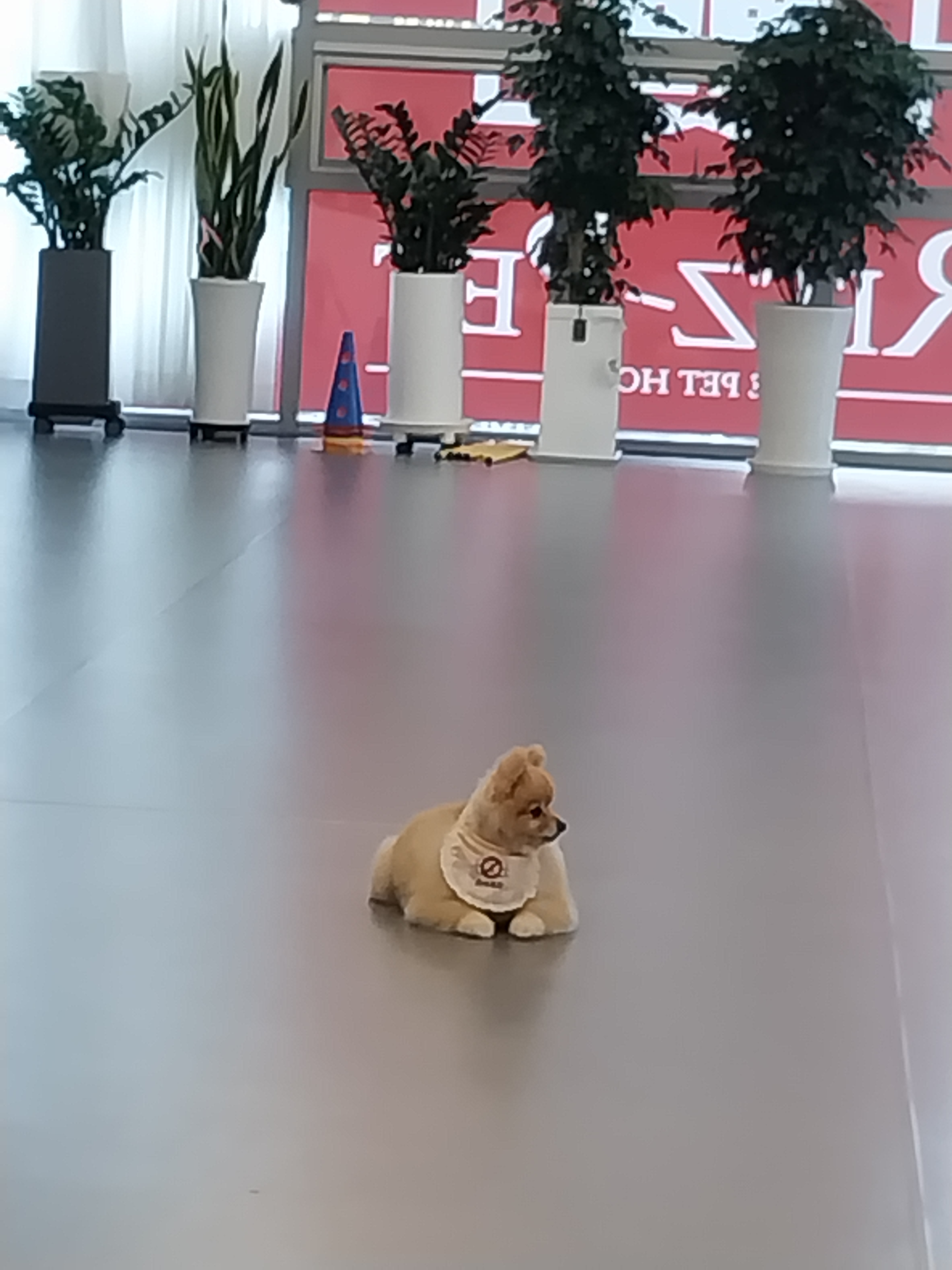 피터팻츠 2