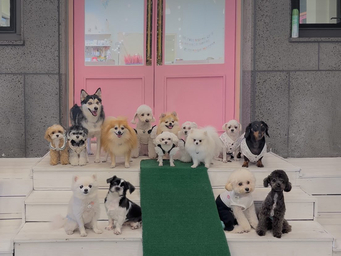 애견카페 로제몽