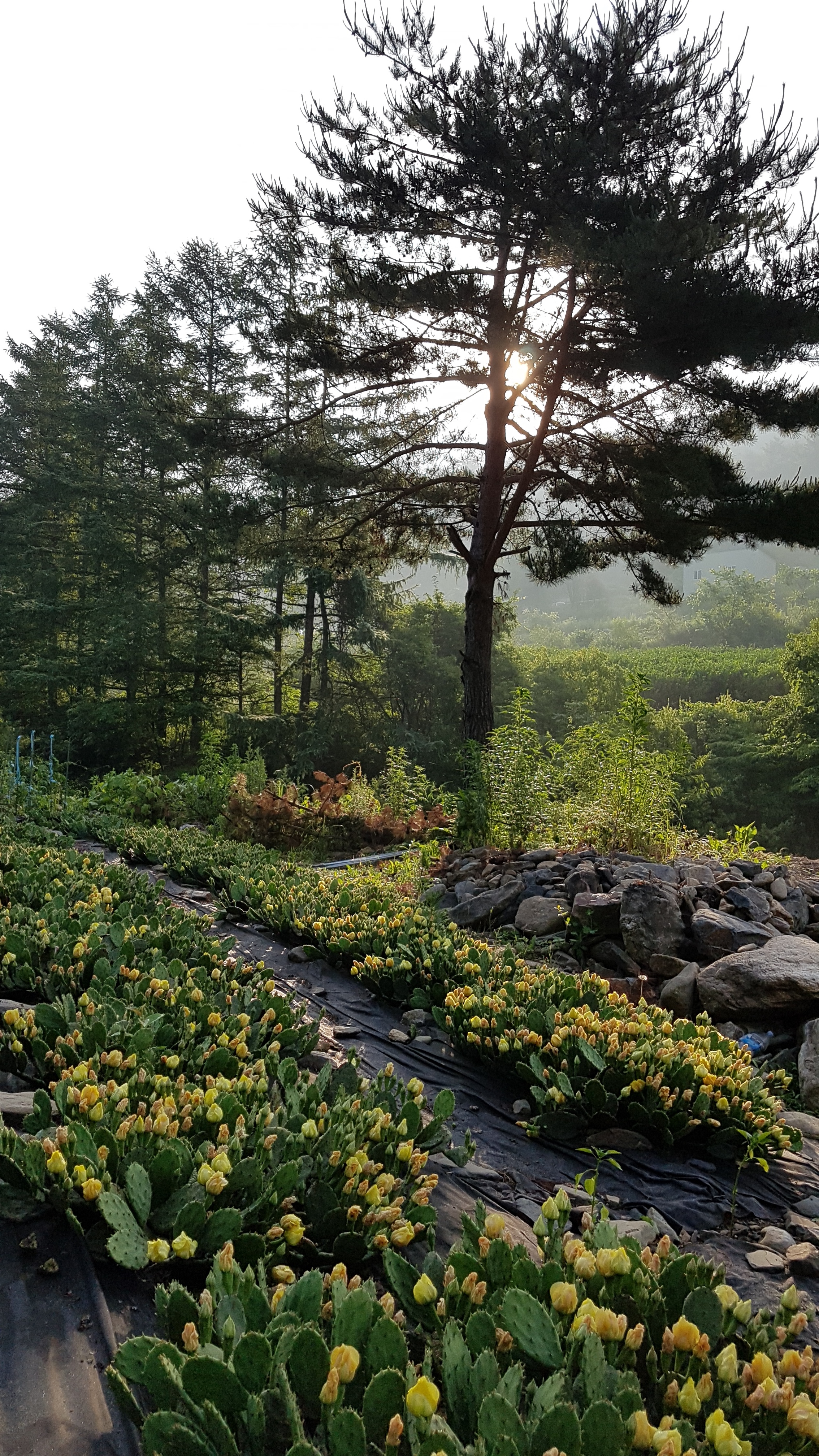 평창 청옥산 천년초 영농조합법인