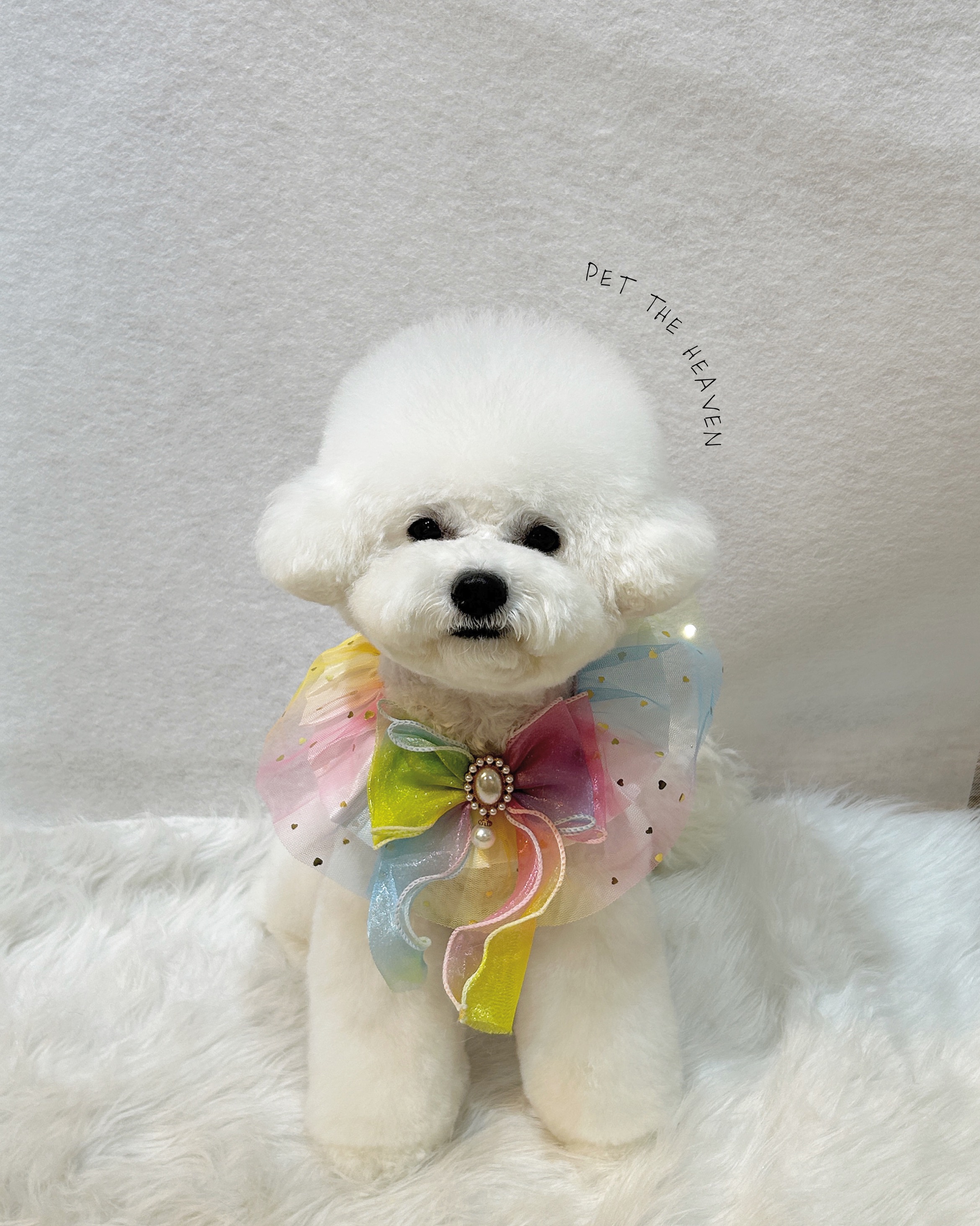 펫더헤븐 본점 대표 이미지