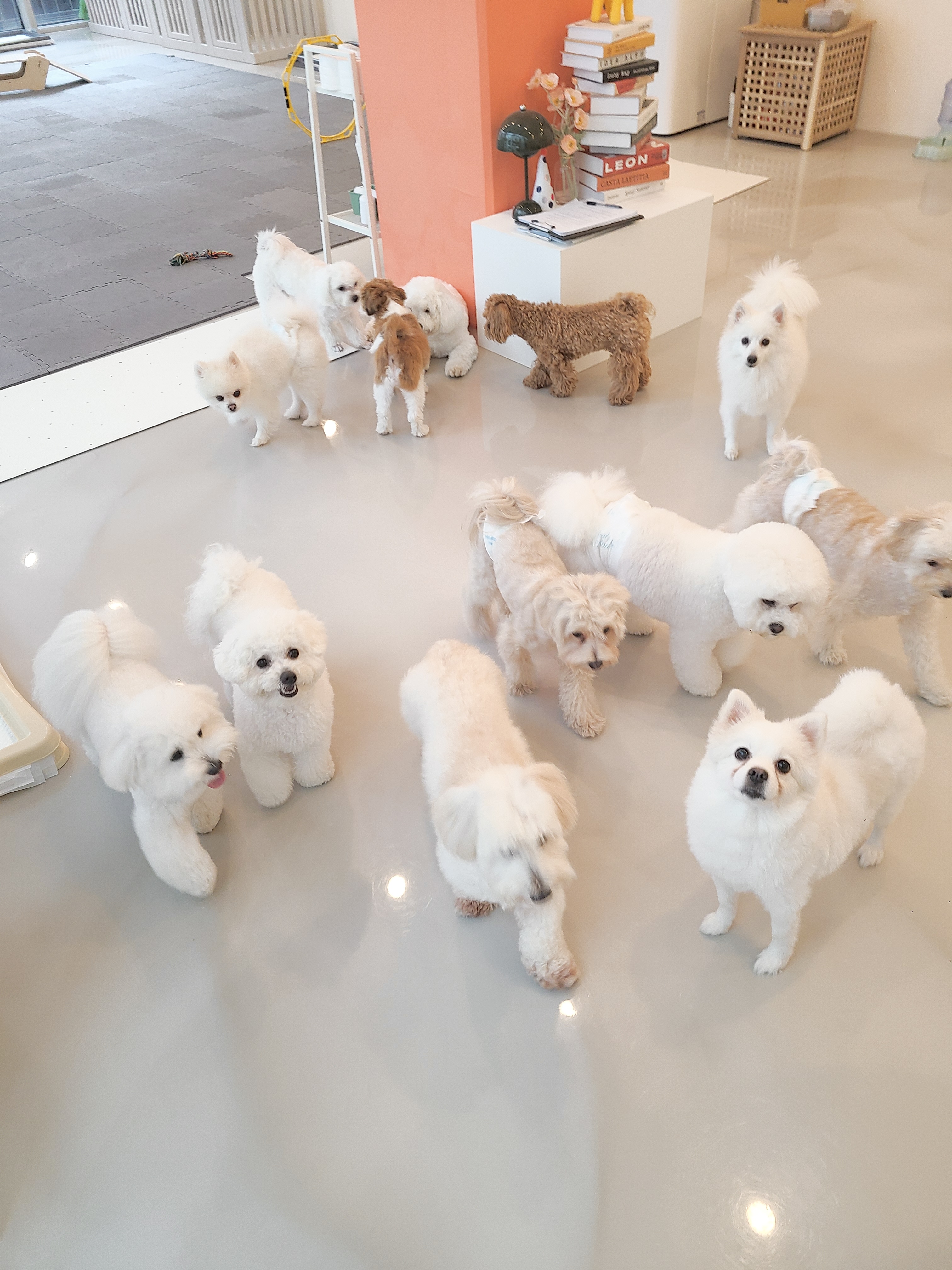 디디디 애견놀이방 대표 이미지