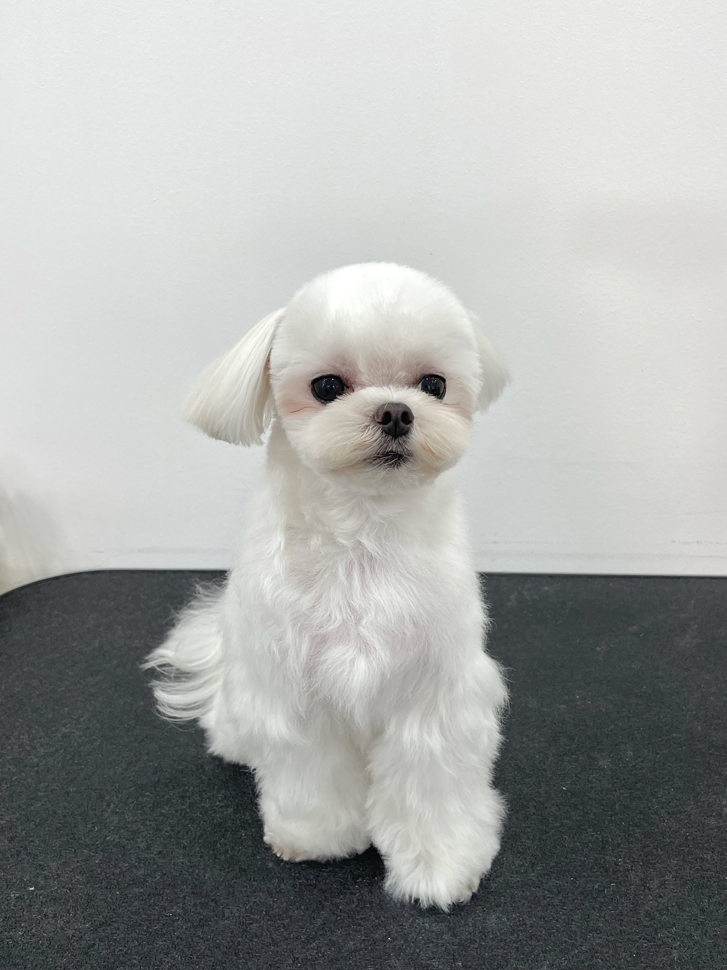 우다다 반려동물 동반 애견카페