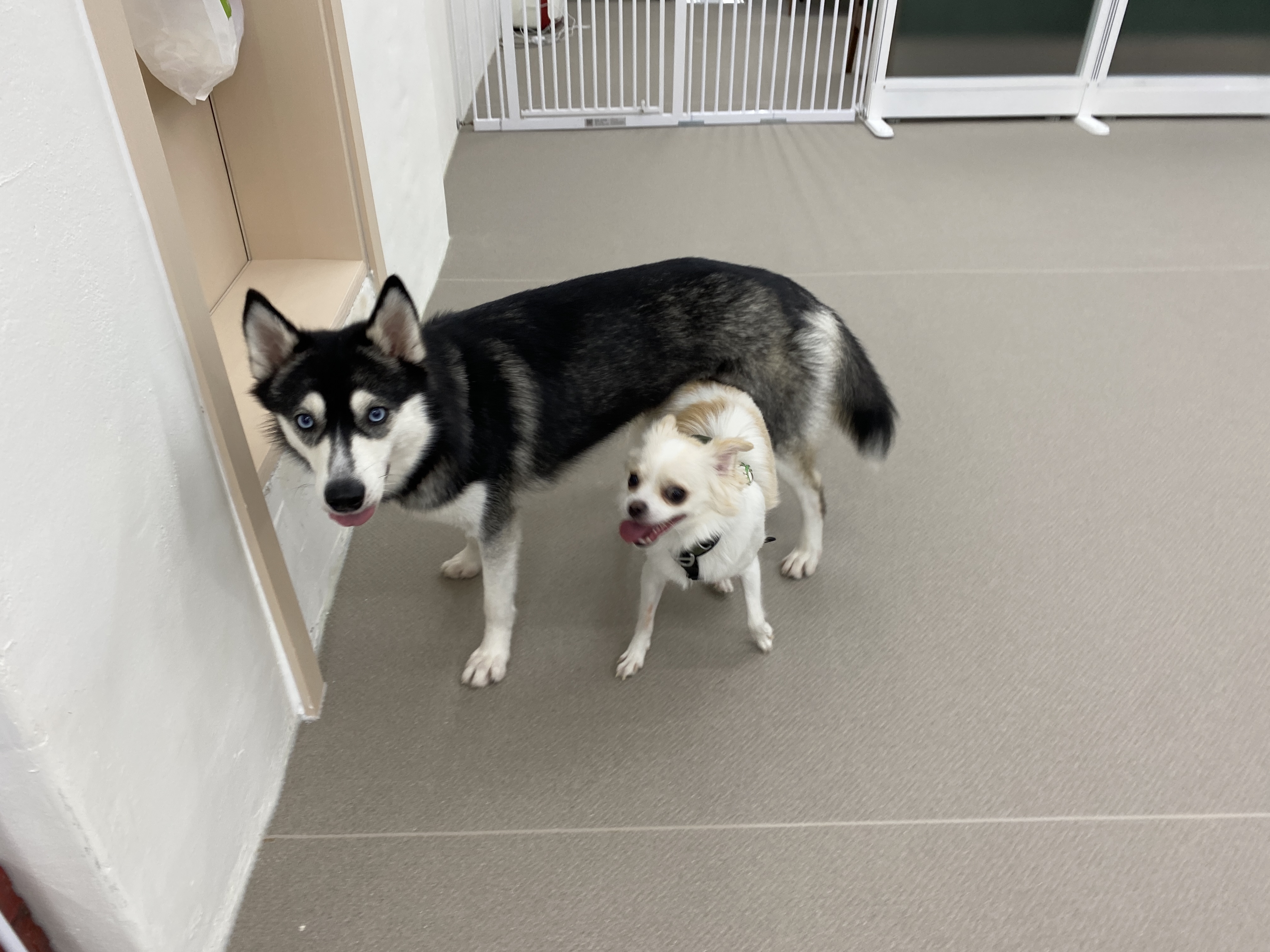 포포 데이케어 반려견유치원 애견유치원 대표 이미지