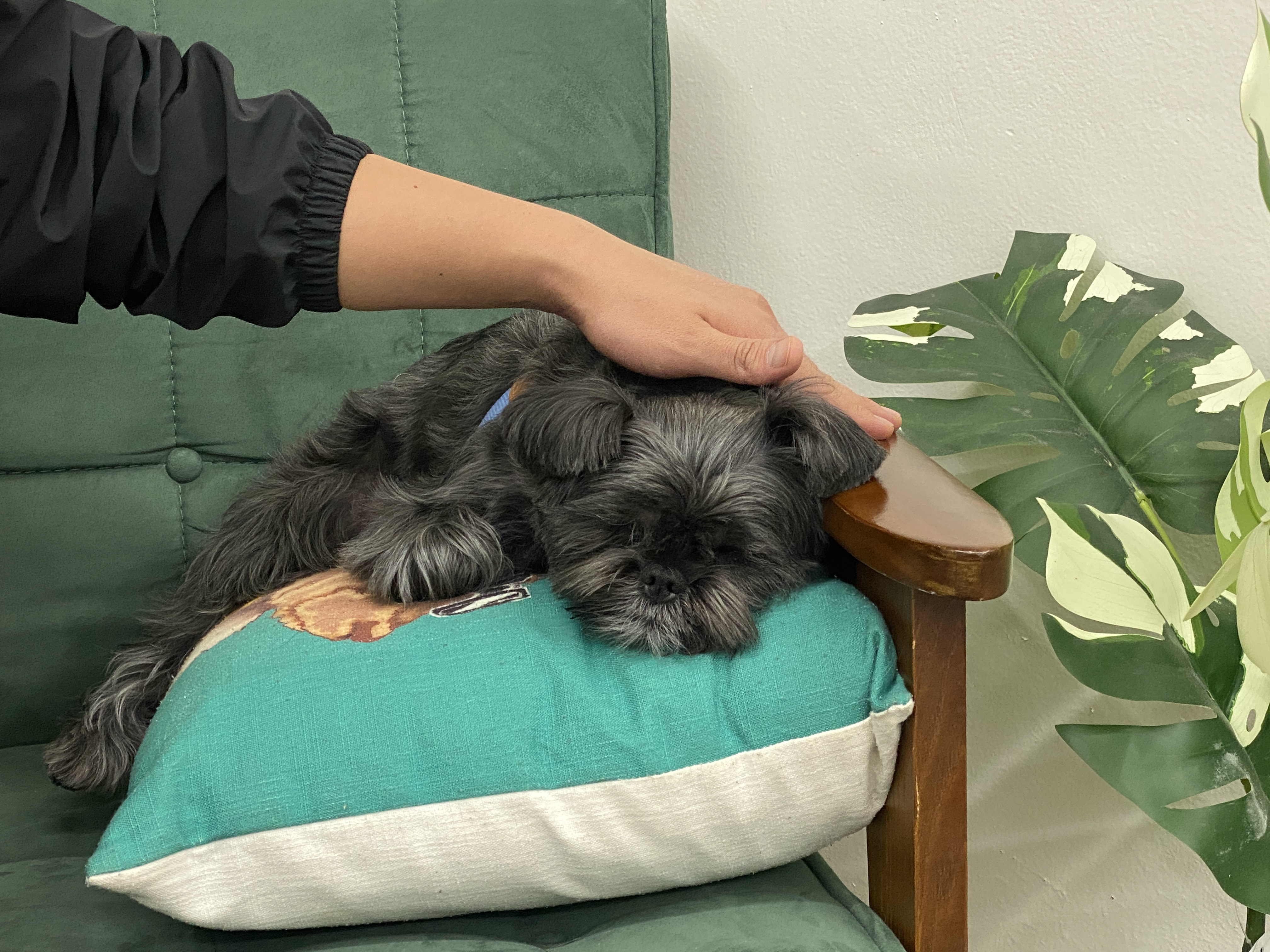 포포 데이케어 대표 이미지