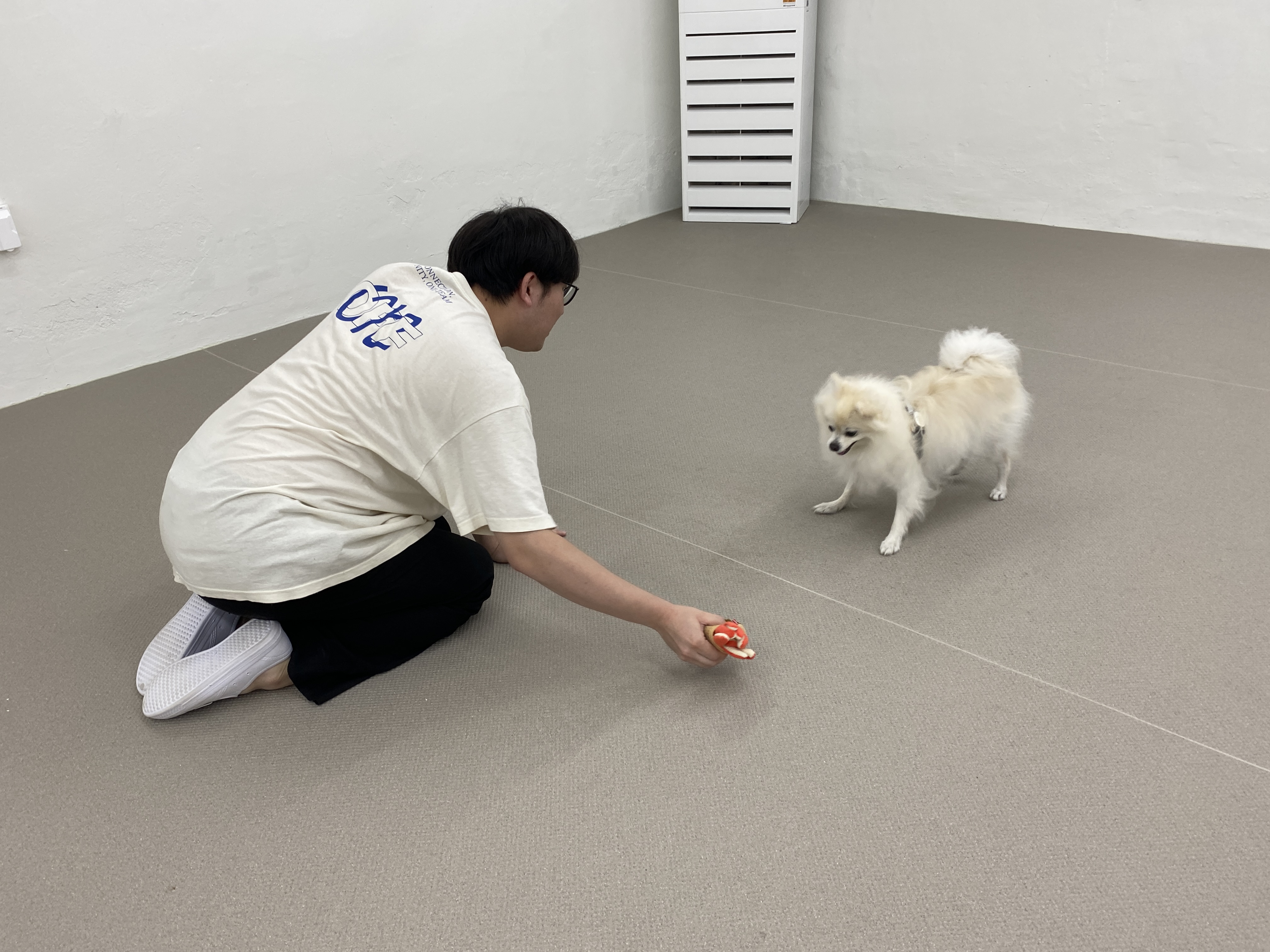 포포 데이케어 반려견유치원 애견유치원 대표 이미지