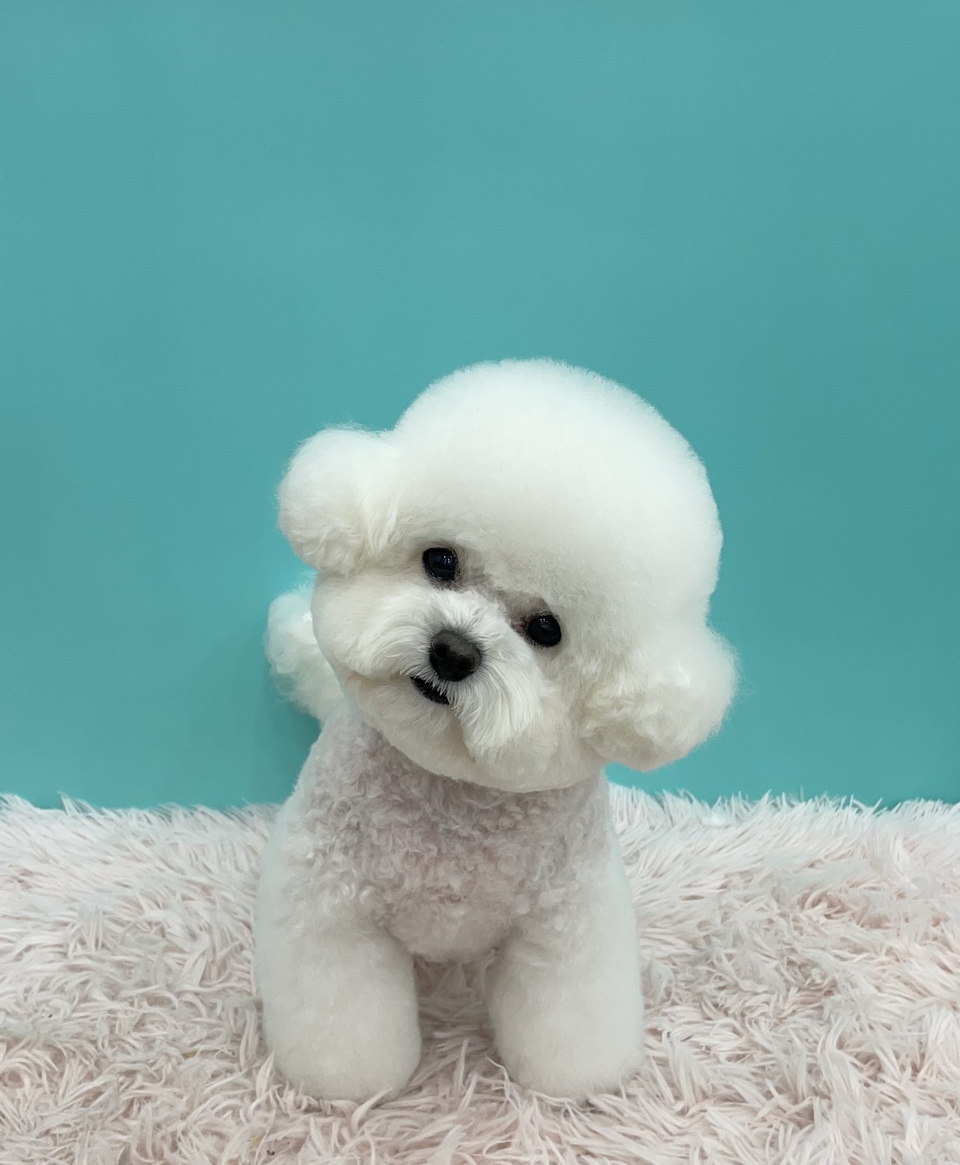 멍데이 대표 이미지