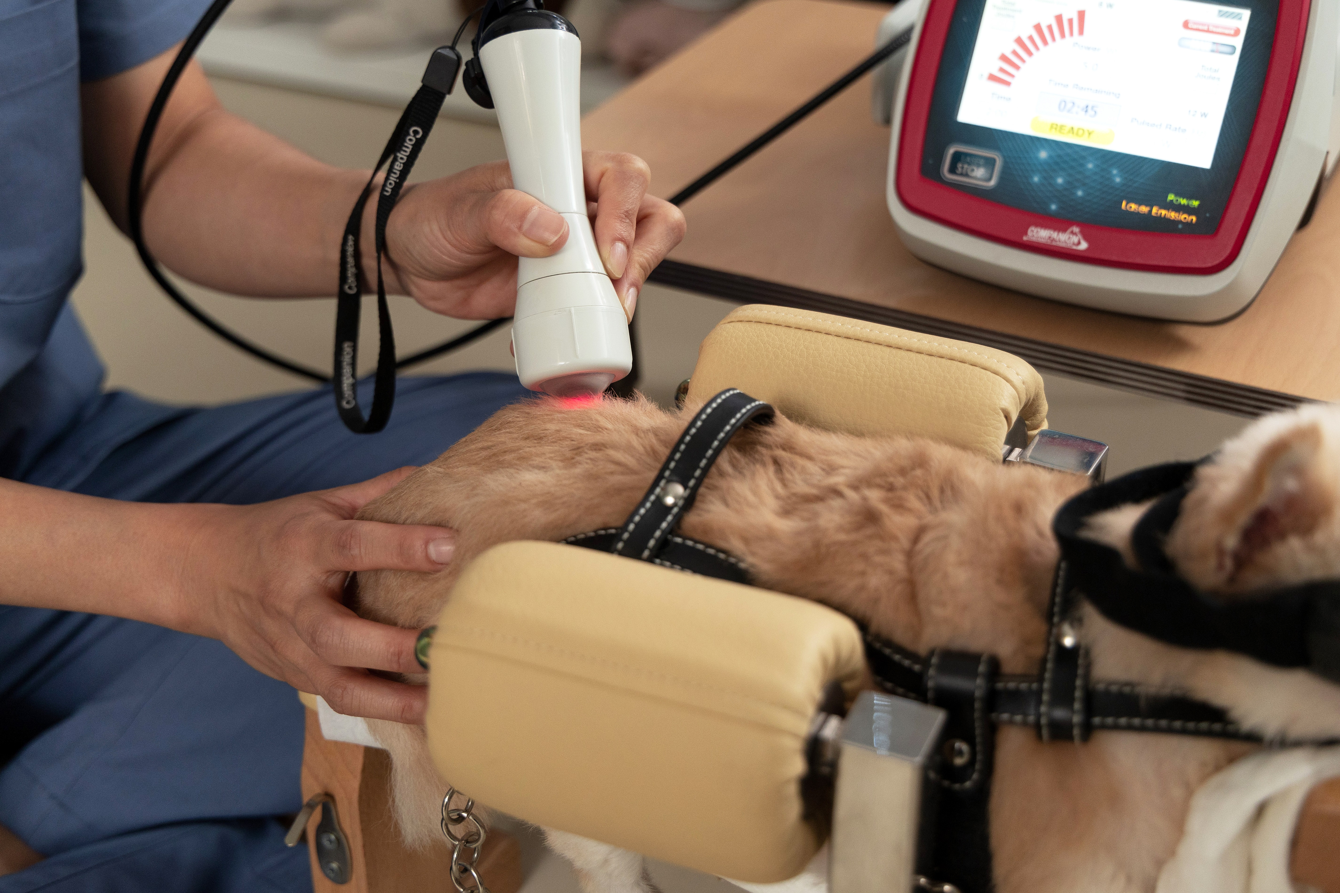 월드펫동물병원 대표 이미지