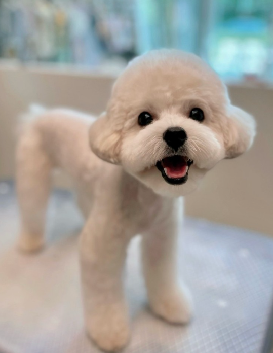 퍼피블랑 대표 이미지