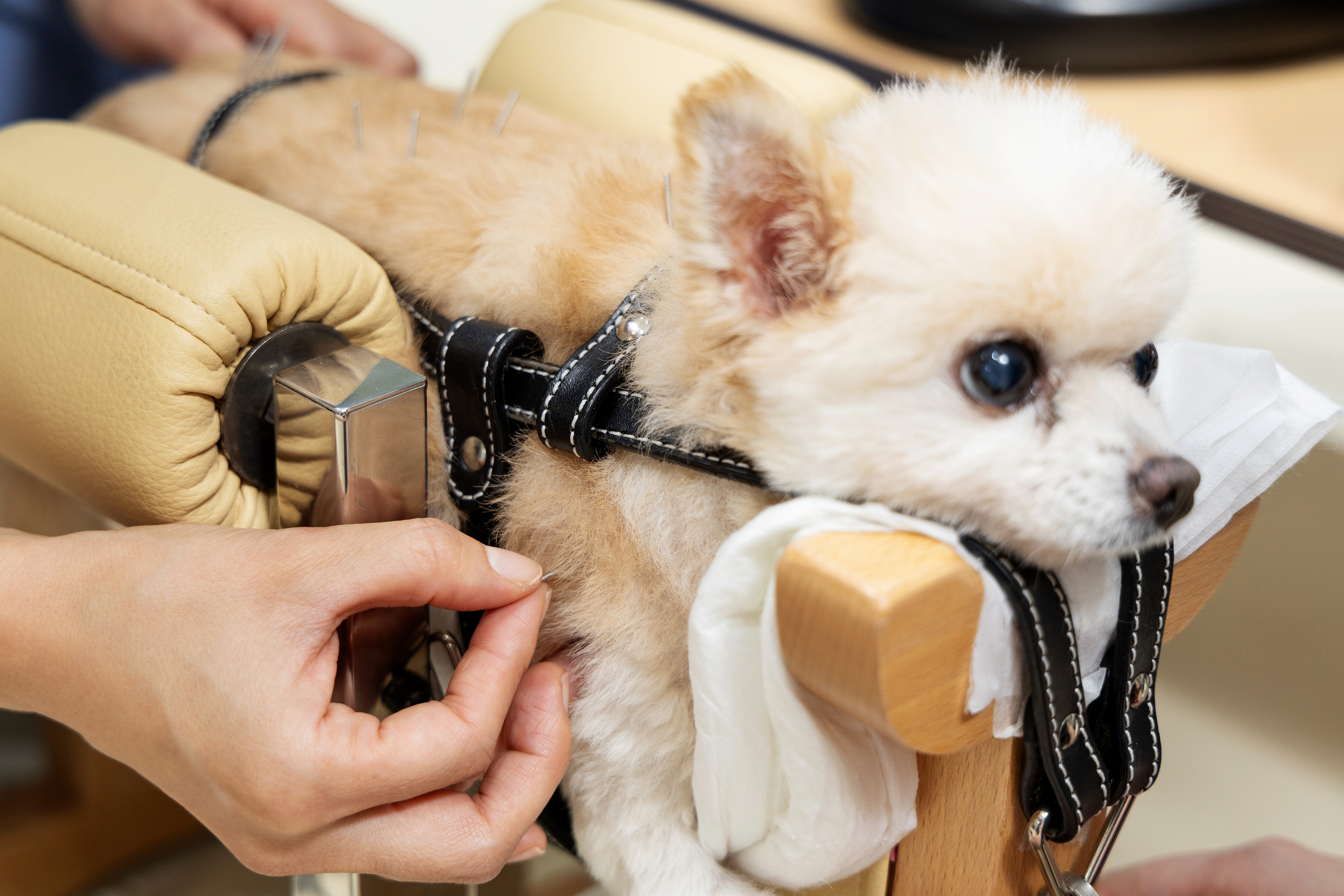 월드펫동물병원 대표 이미지