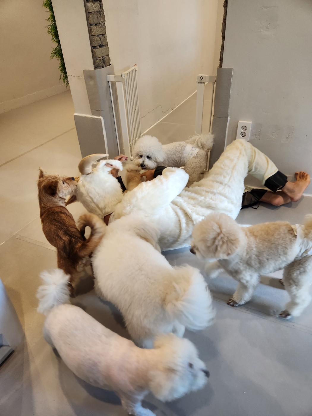 성수퍼피 대표 이미지