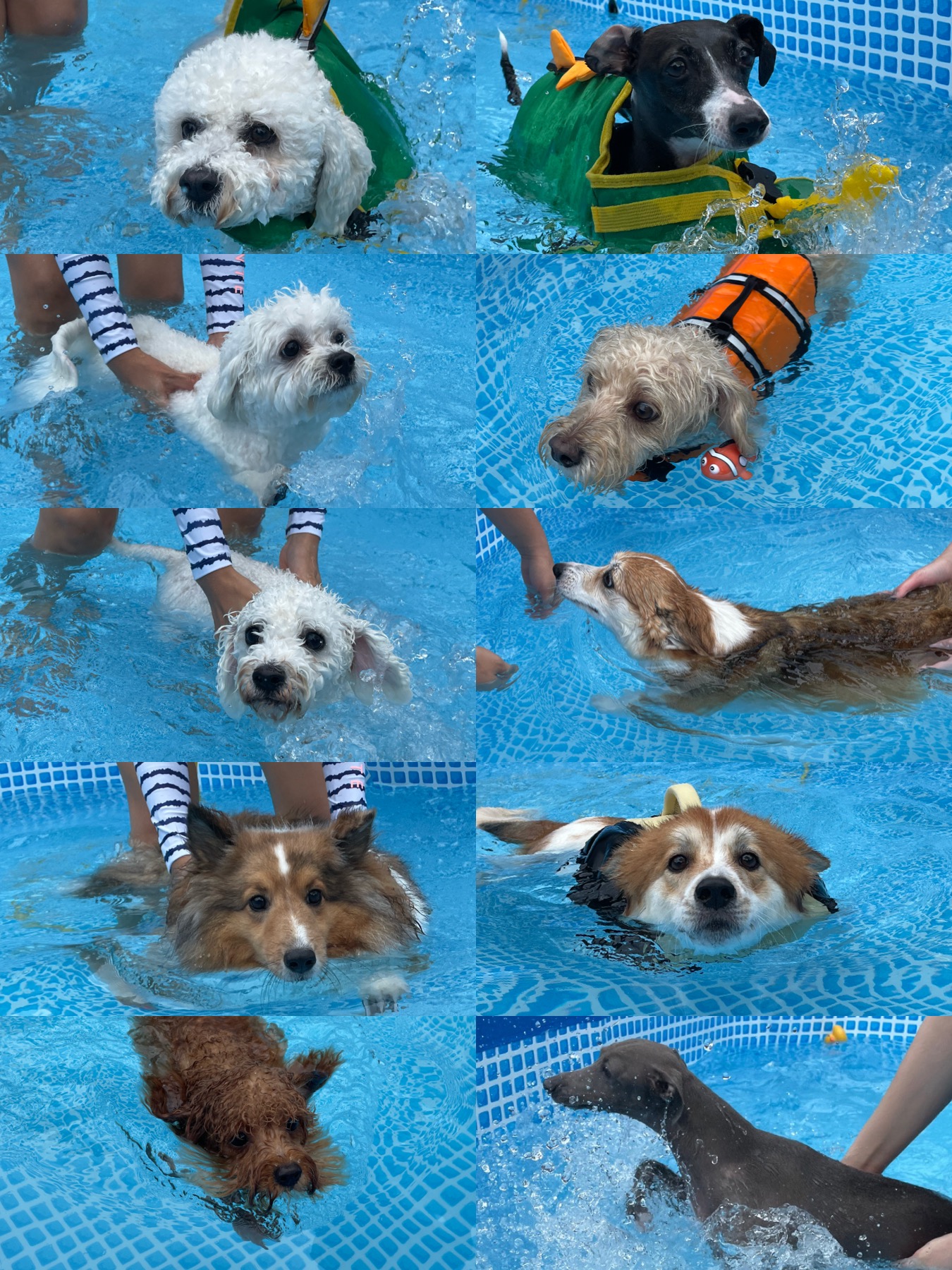 펫티즈 대표 이미지