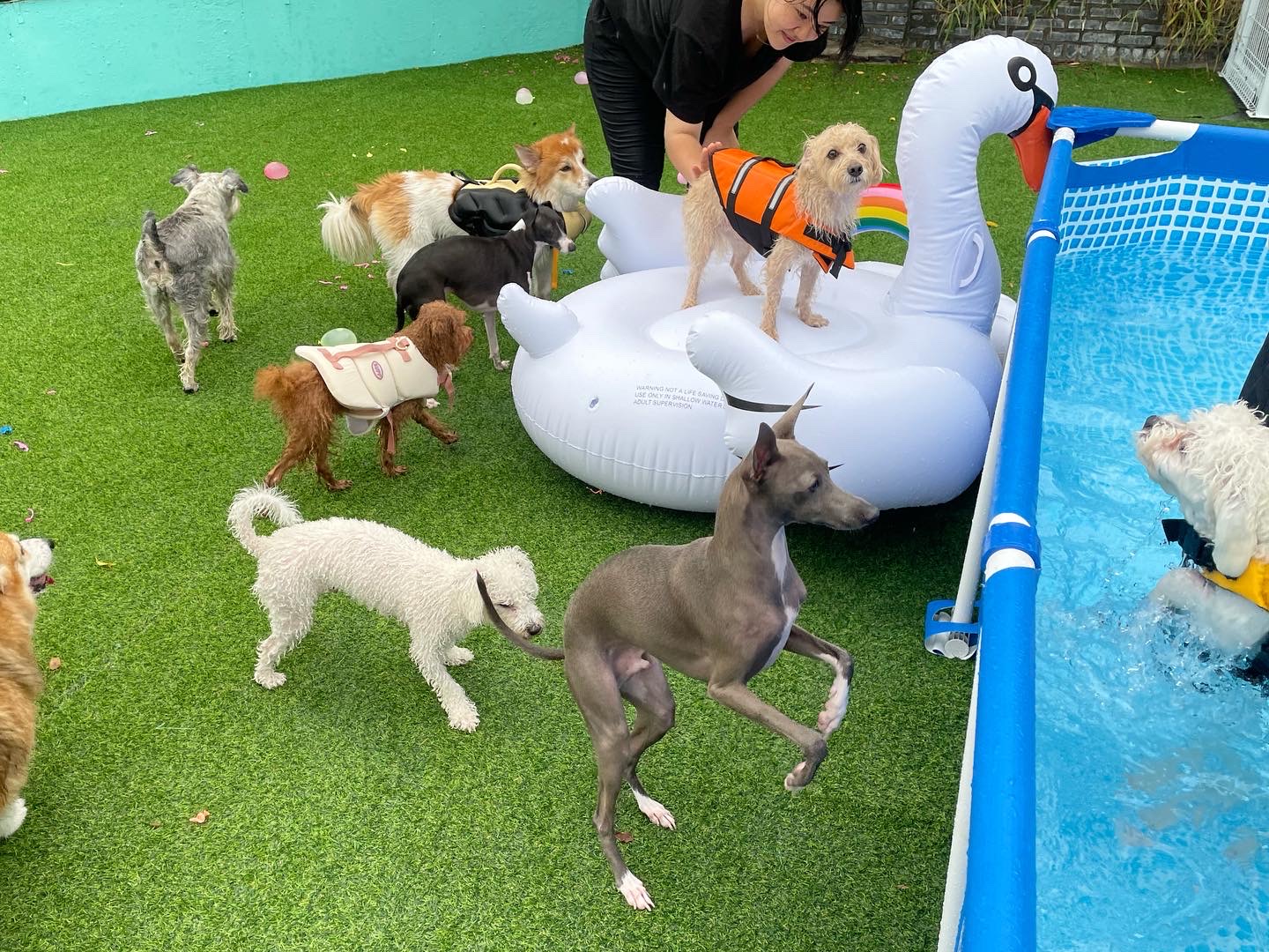 펫티즈 대표 이미지