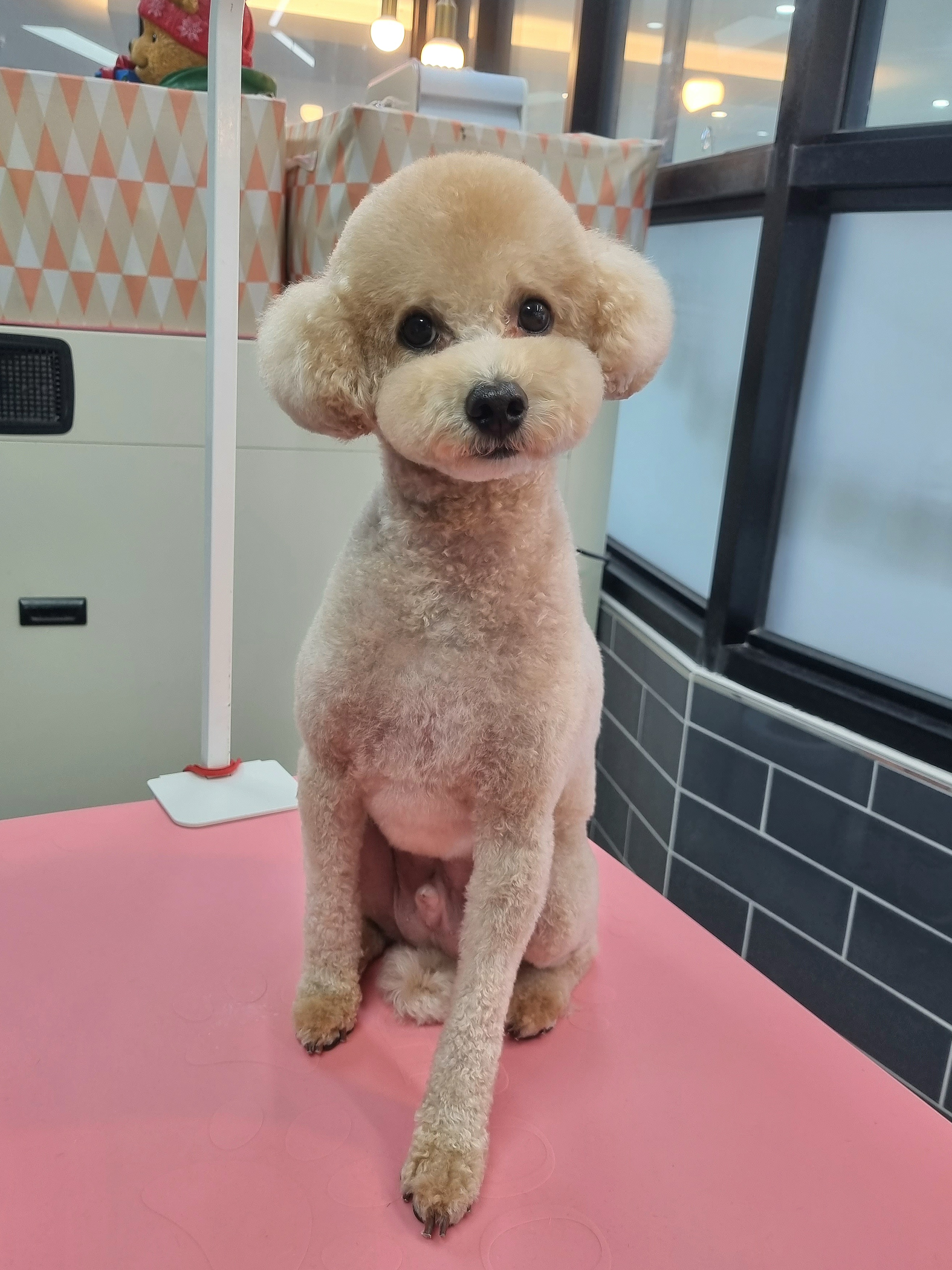 멍애견카페 2