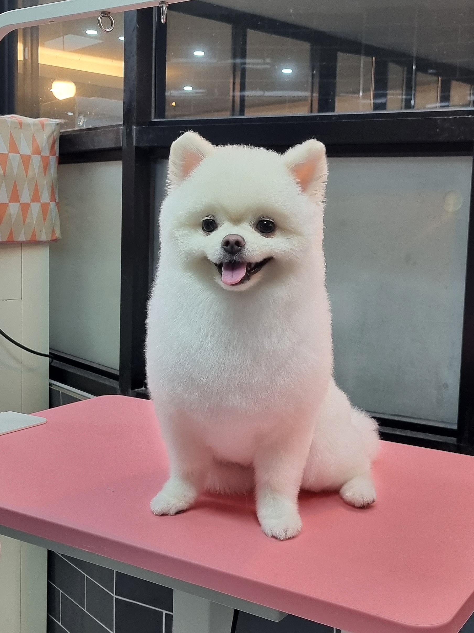 멍애견카페 3