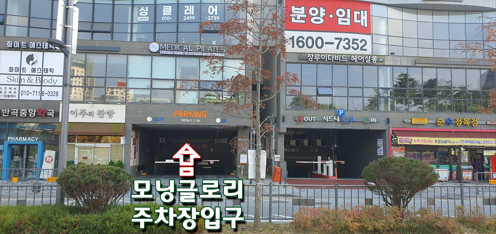 모닝글로리 세종수루배마을점