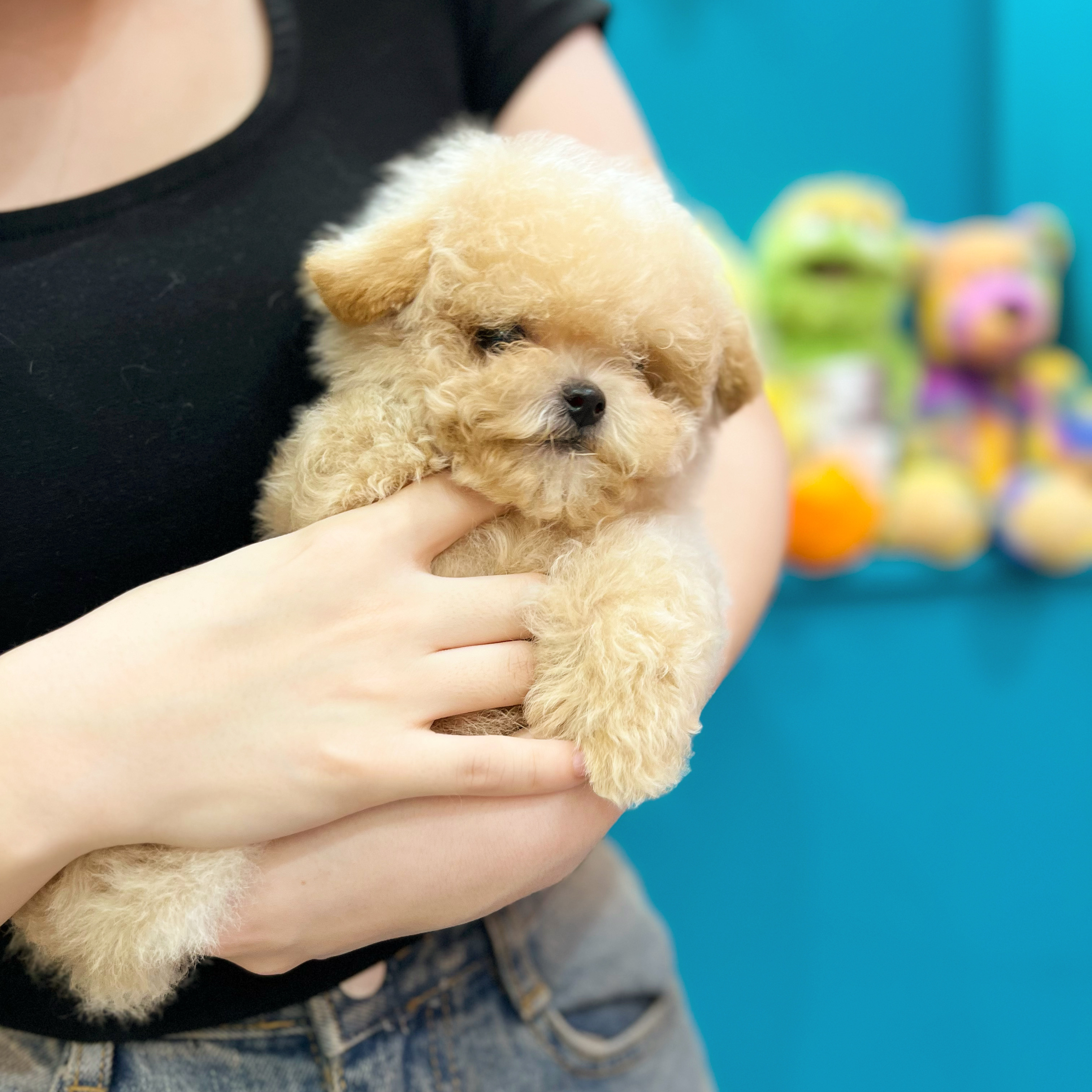 츄츄독푸들이야기부산