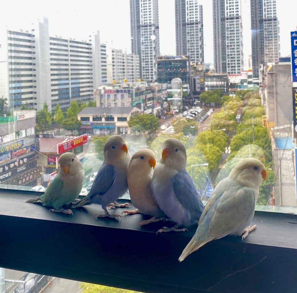 버드소리 대구수성점