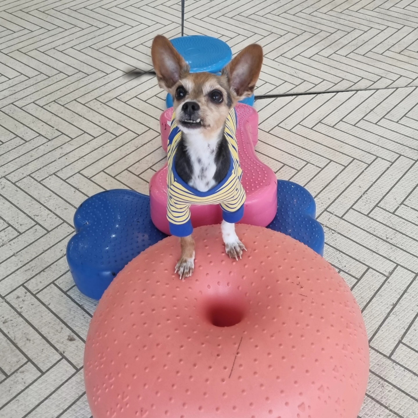 멍 애견카페 대표 이미지