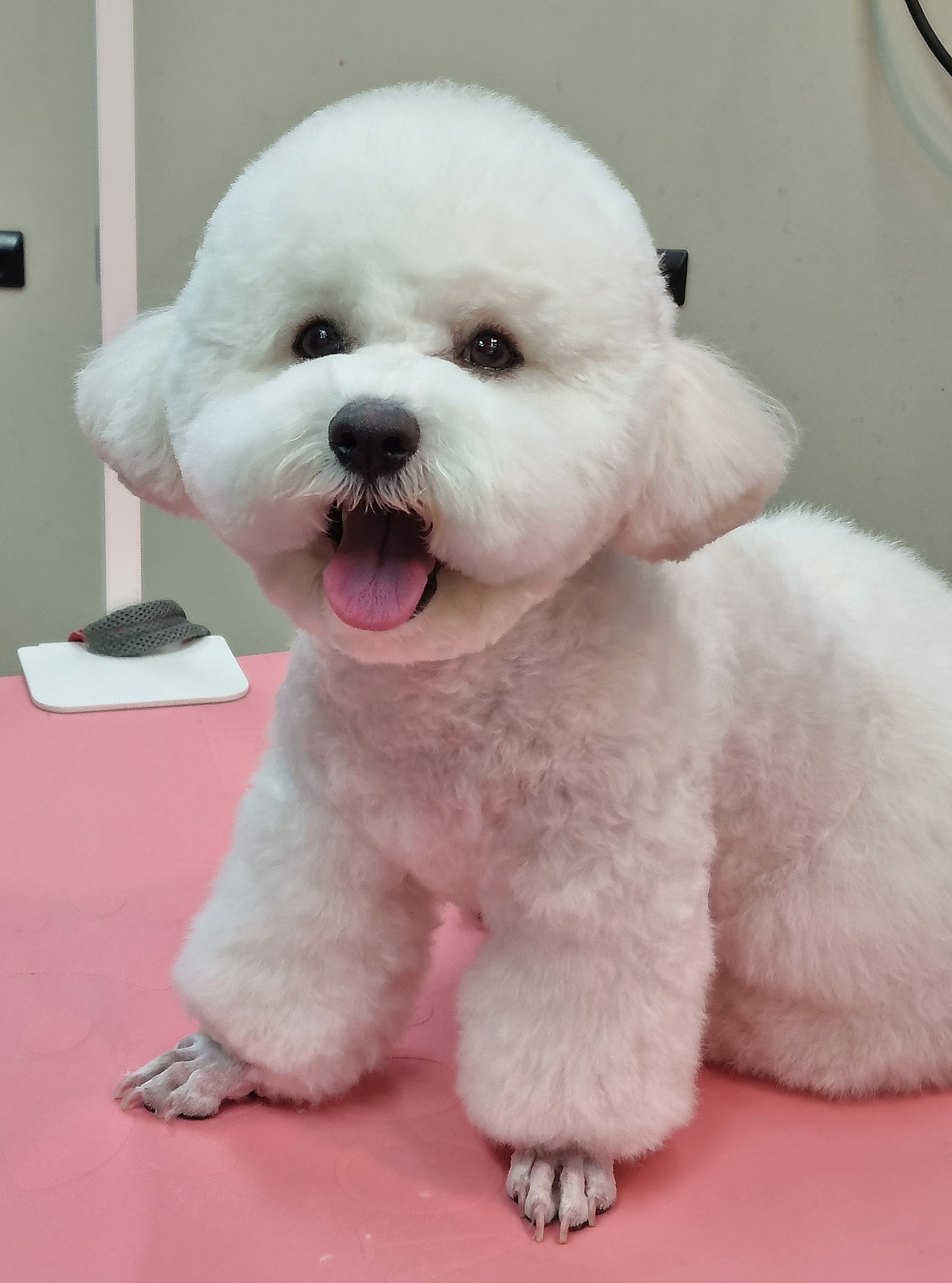 멍애견카페 반려동물 동반 애견카페