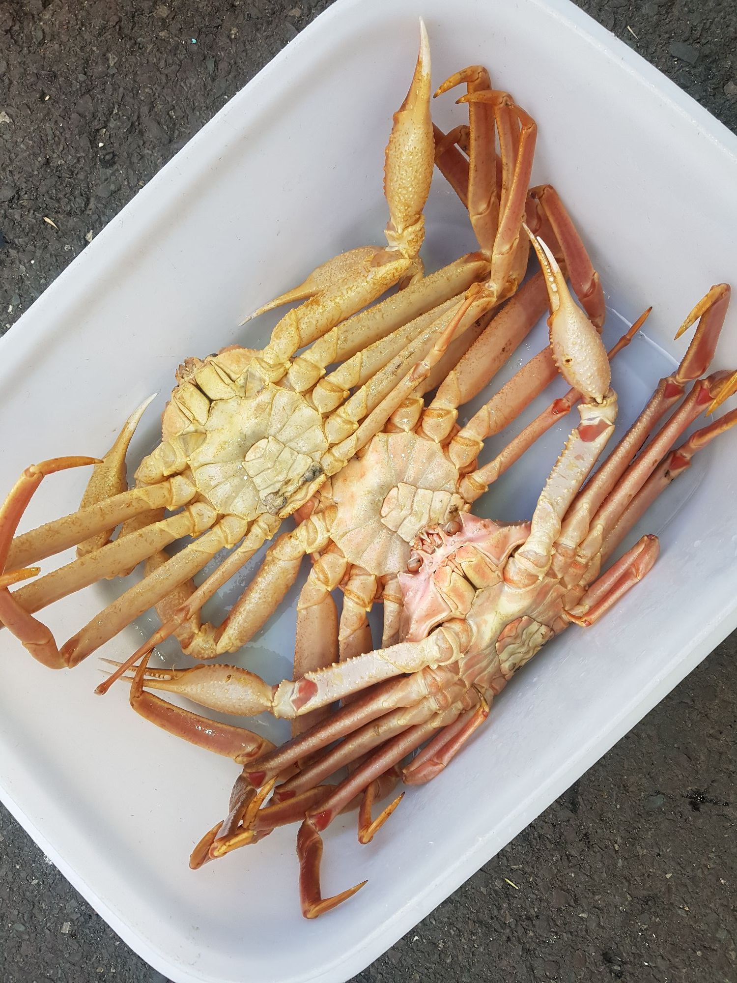 대성수산 대게직판점 창원점