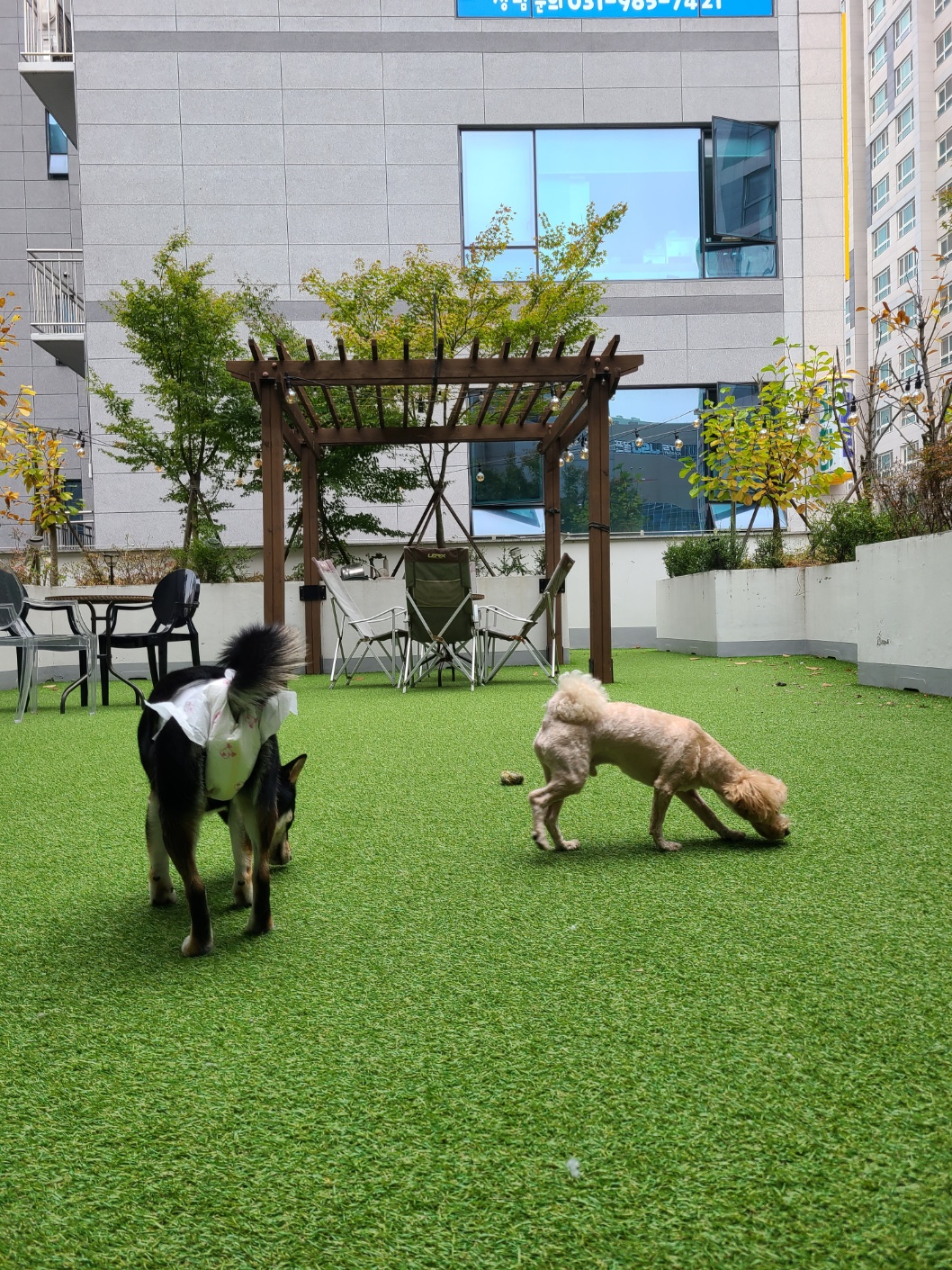 애견호텔몽몽 대표 이미지