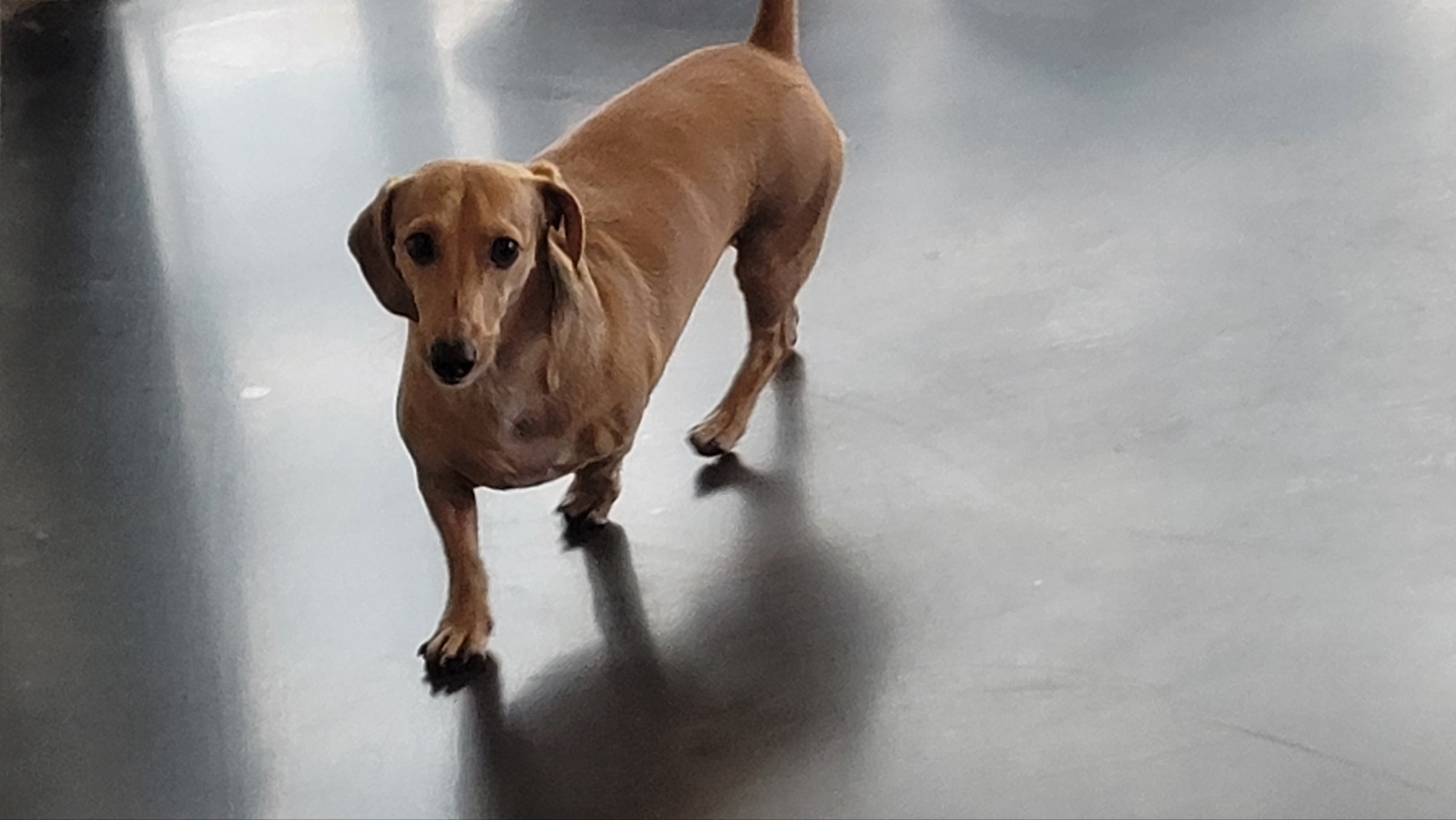 애견호텔몽몽 애견유치원&애견호텔&애견돌봄 대표 이미지