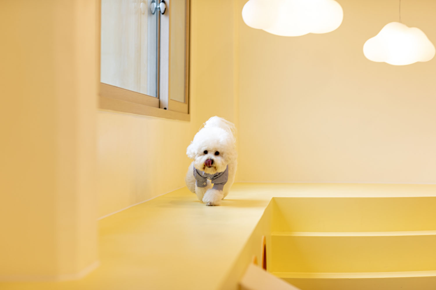 하이도기 애견유치원 대표 이미지