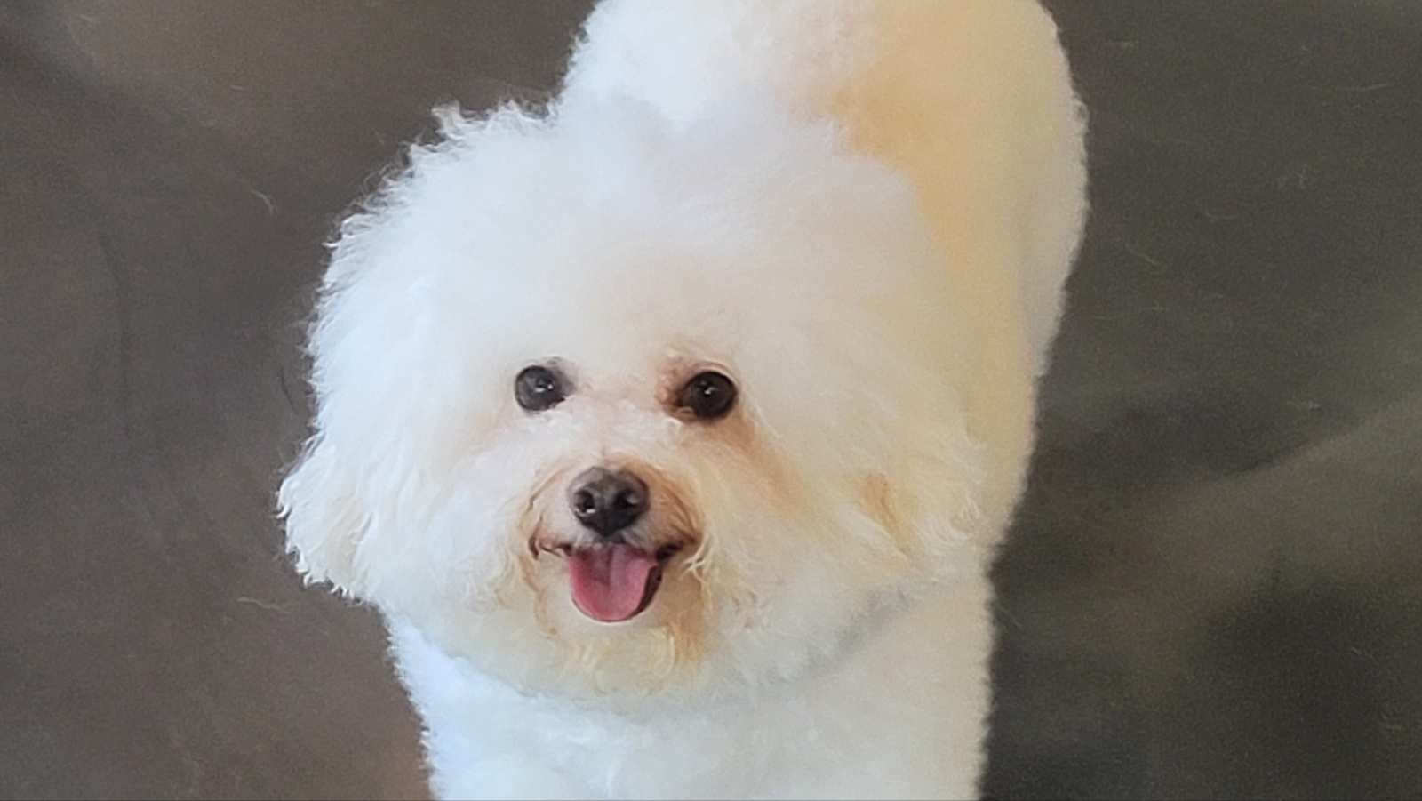 애견호텔몽몽 대표 이미지