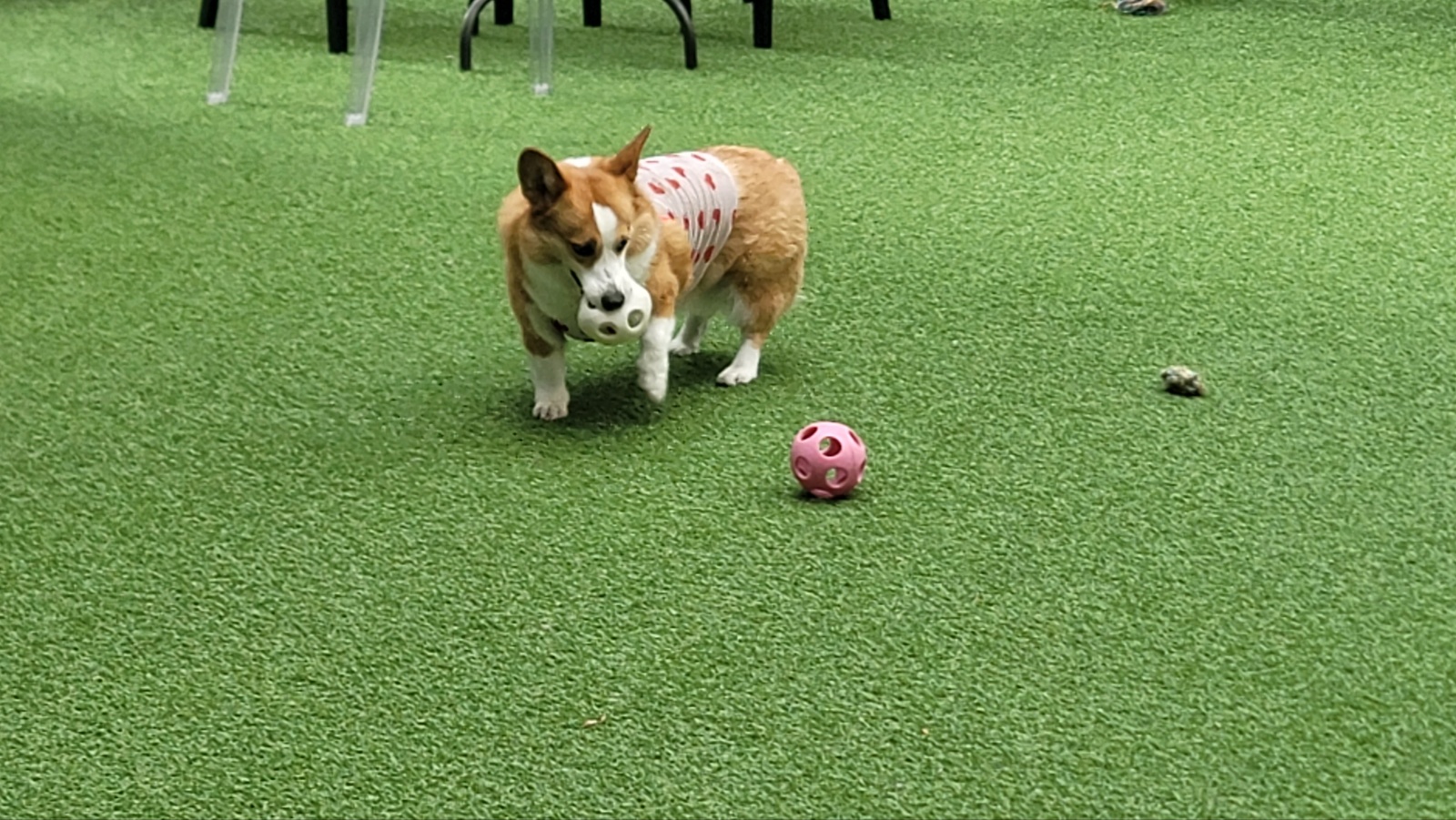 애견호텔몽몽 애견유치원&애견호텔&애견돌봄 대표 이미지