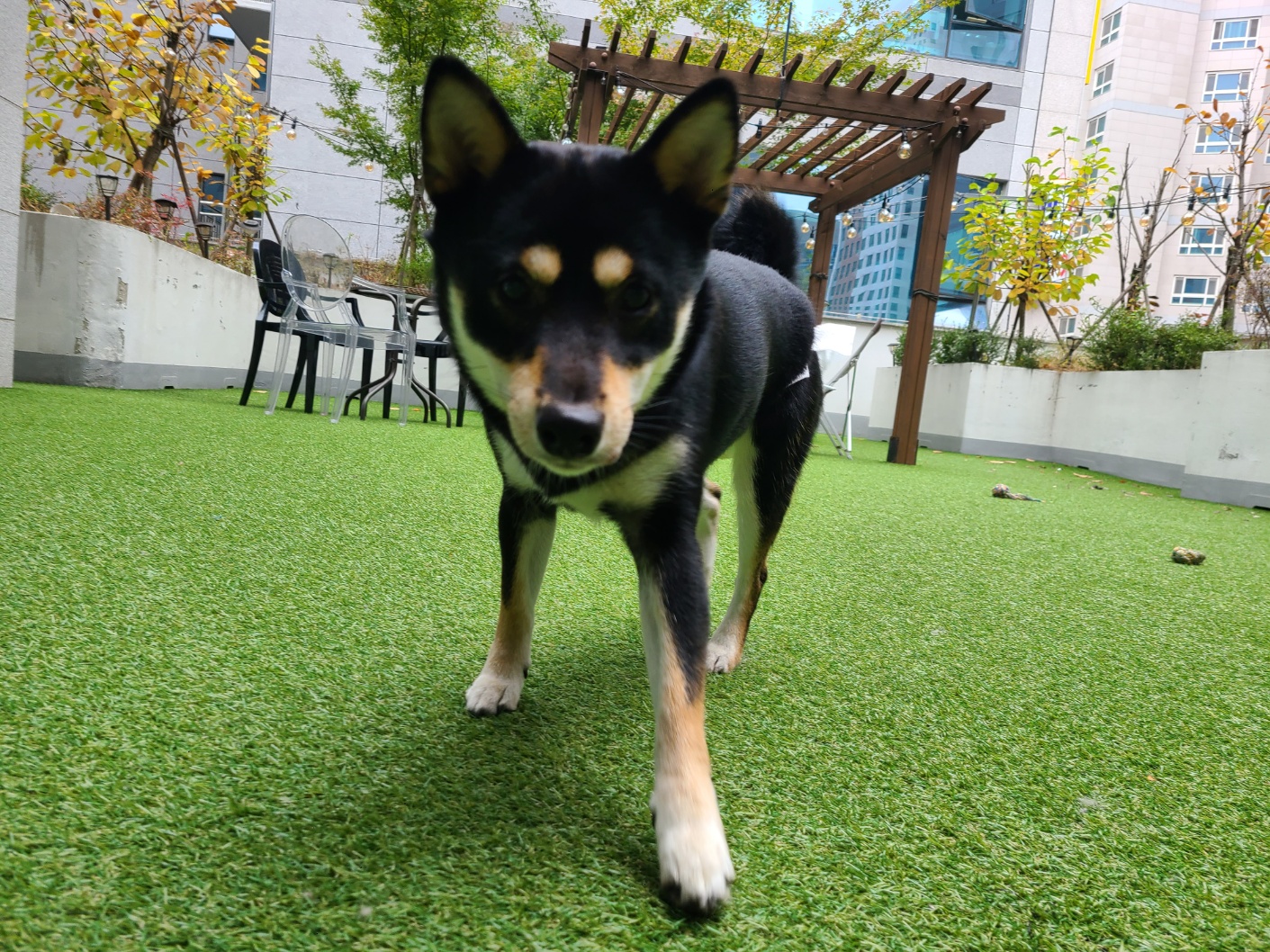 애견호텔몽몽 대표 이미지