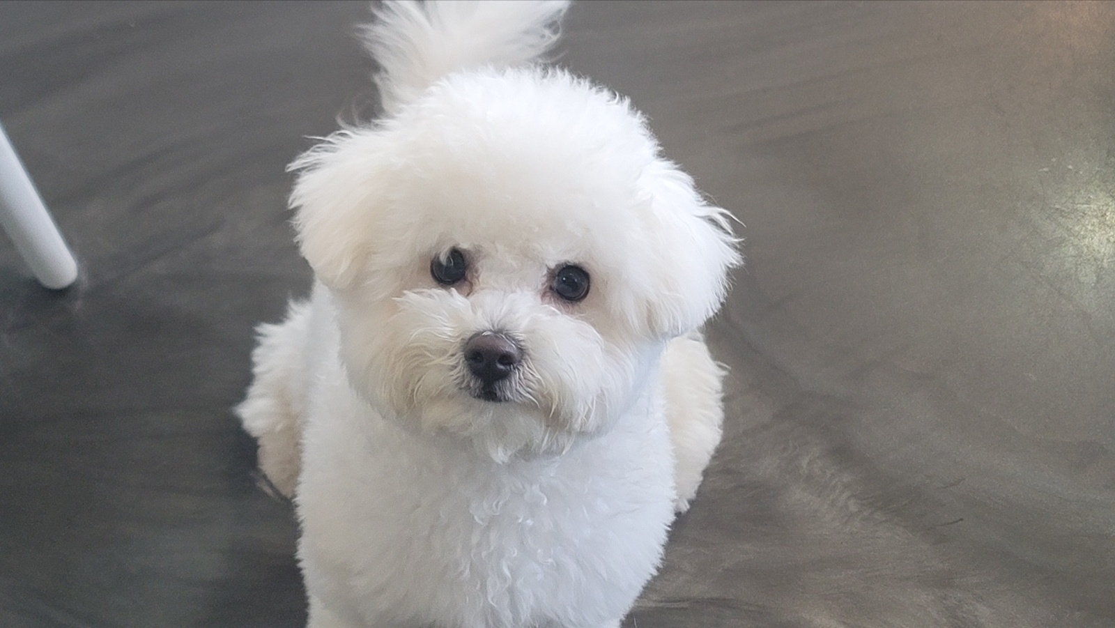 애견호텔몽몽 대표 이미지