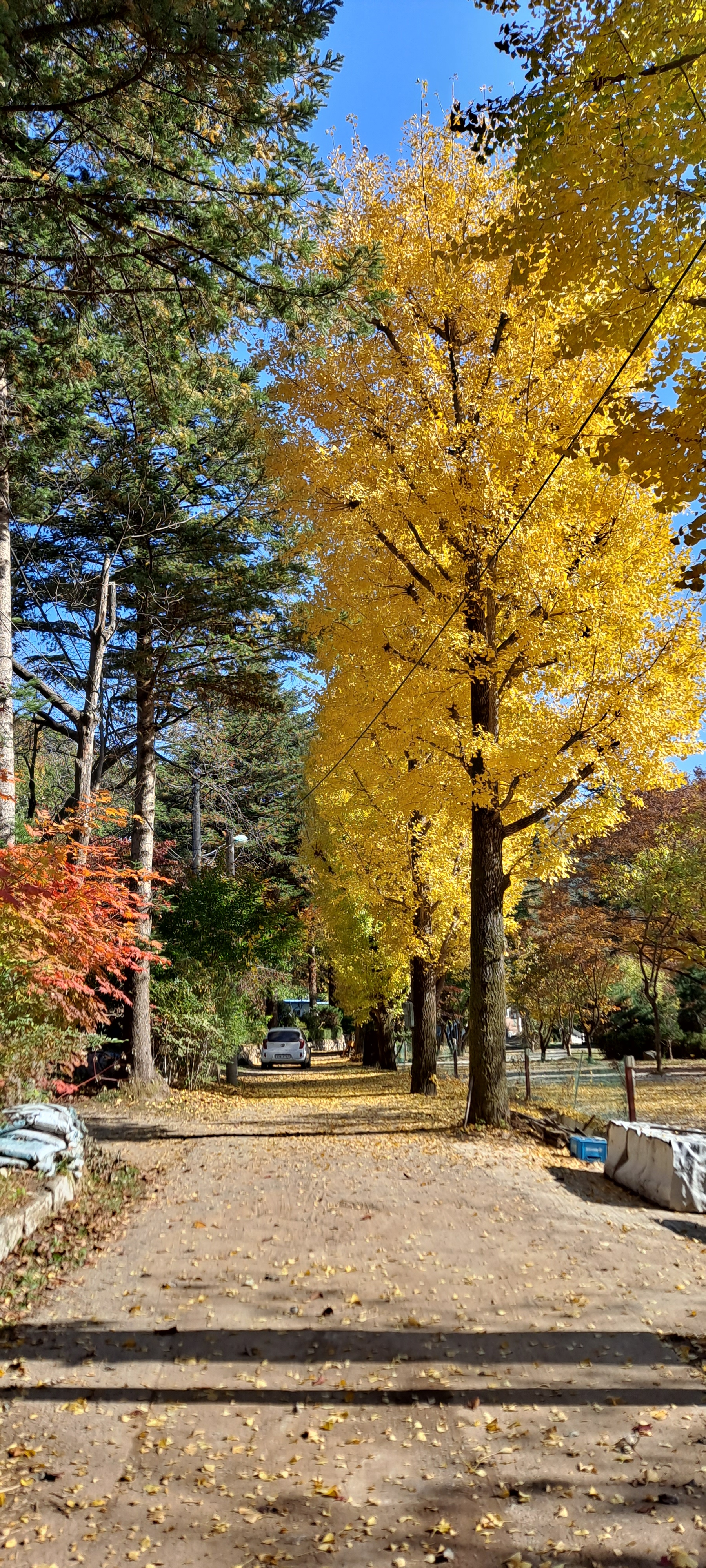 일영스타캠핑장