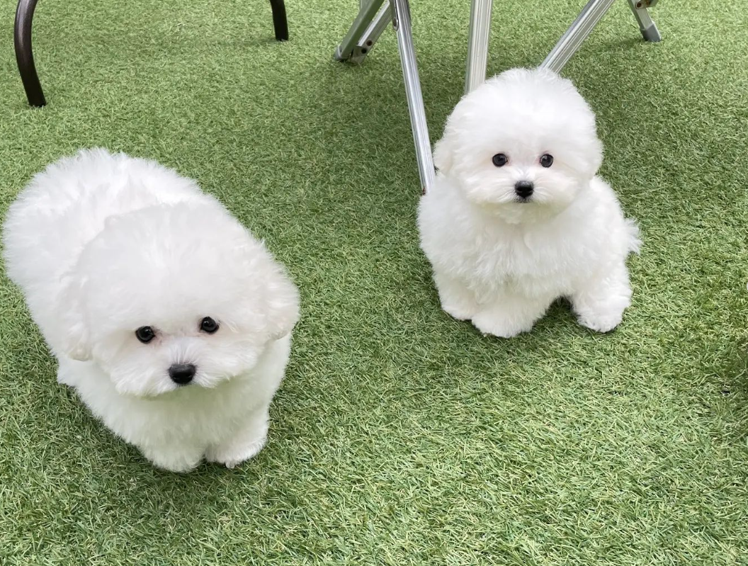 애견호텔몽몽 대표 이미지