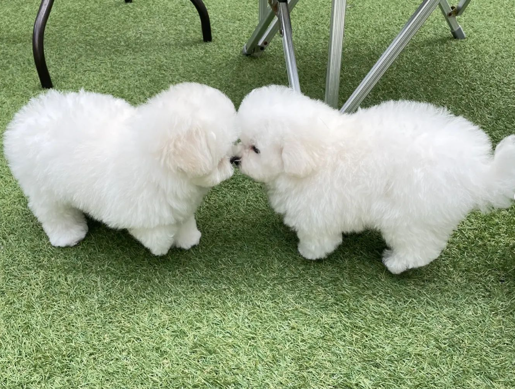 애견호텔몽몽 애견유치원&애견호텔&애견돌봄 대표 이미지