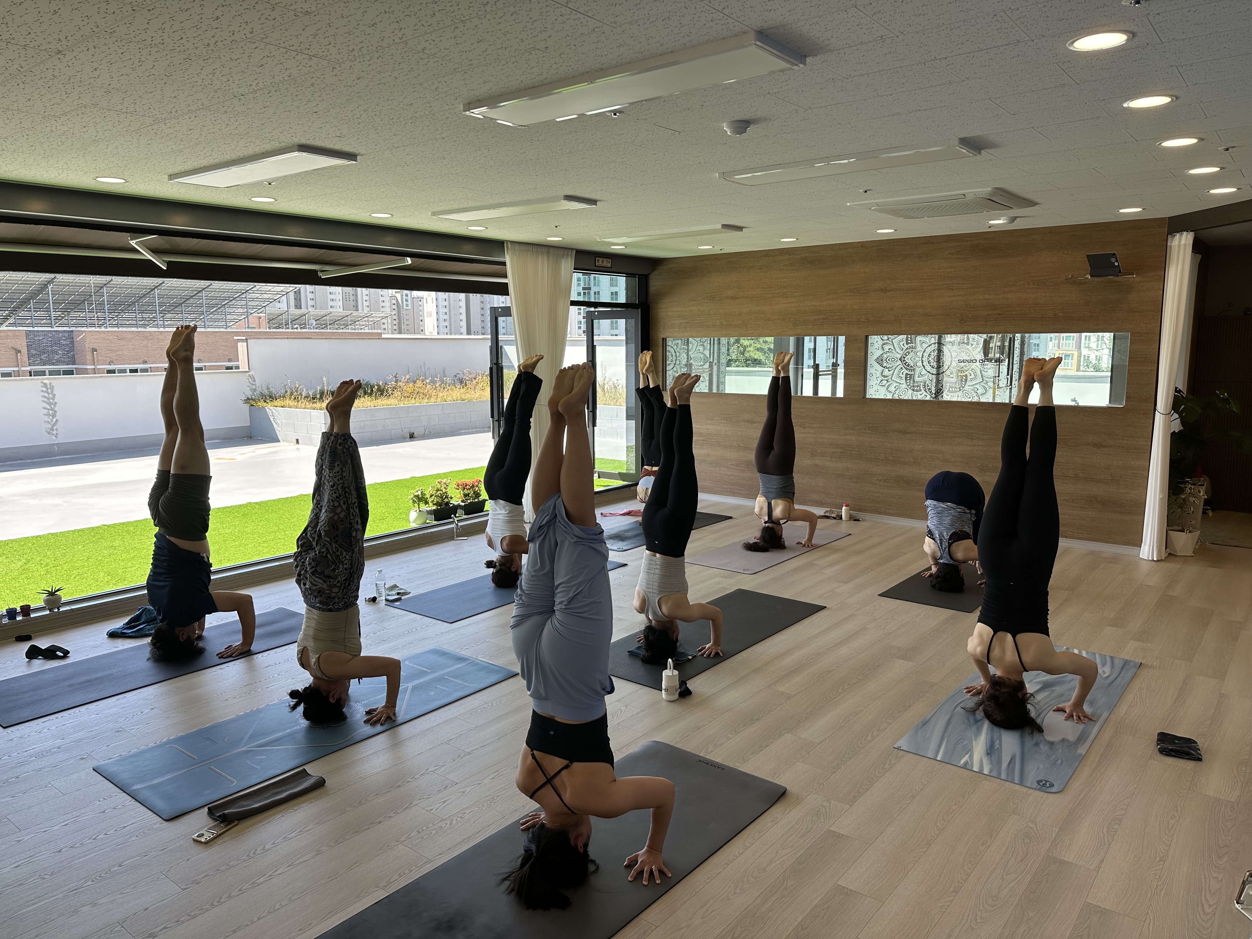 대전요가시드오브라이프 대표 이미지