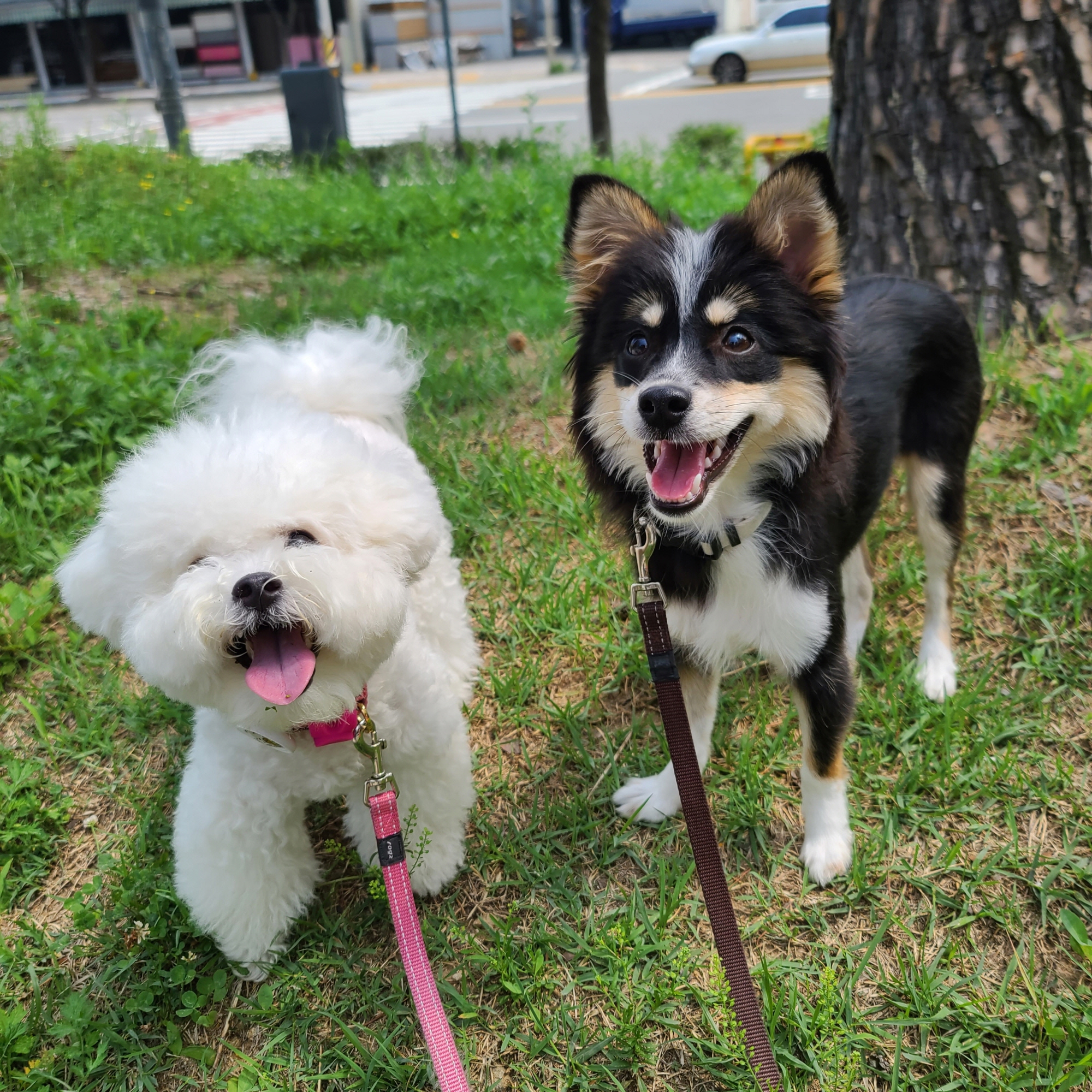 위글리테일즈 애견유치원/애견호텔 대표 이미지