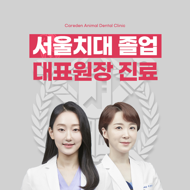 동물치과병원 케어덴 대표 이미지