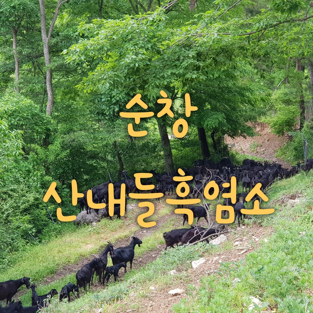 산내들흑염소