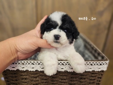 강아지마을