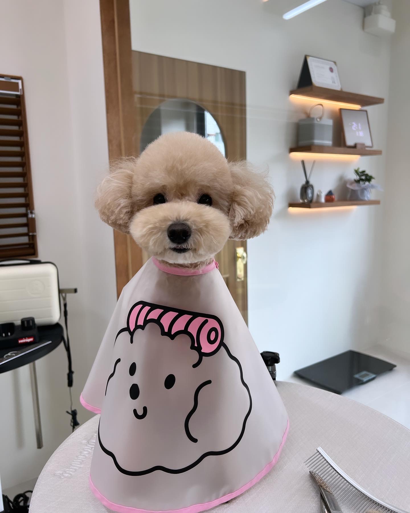 솜이랑 대표 이미지