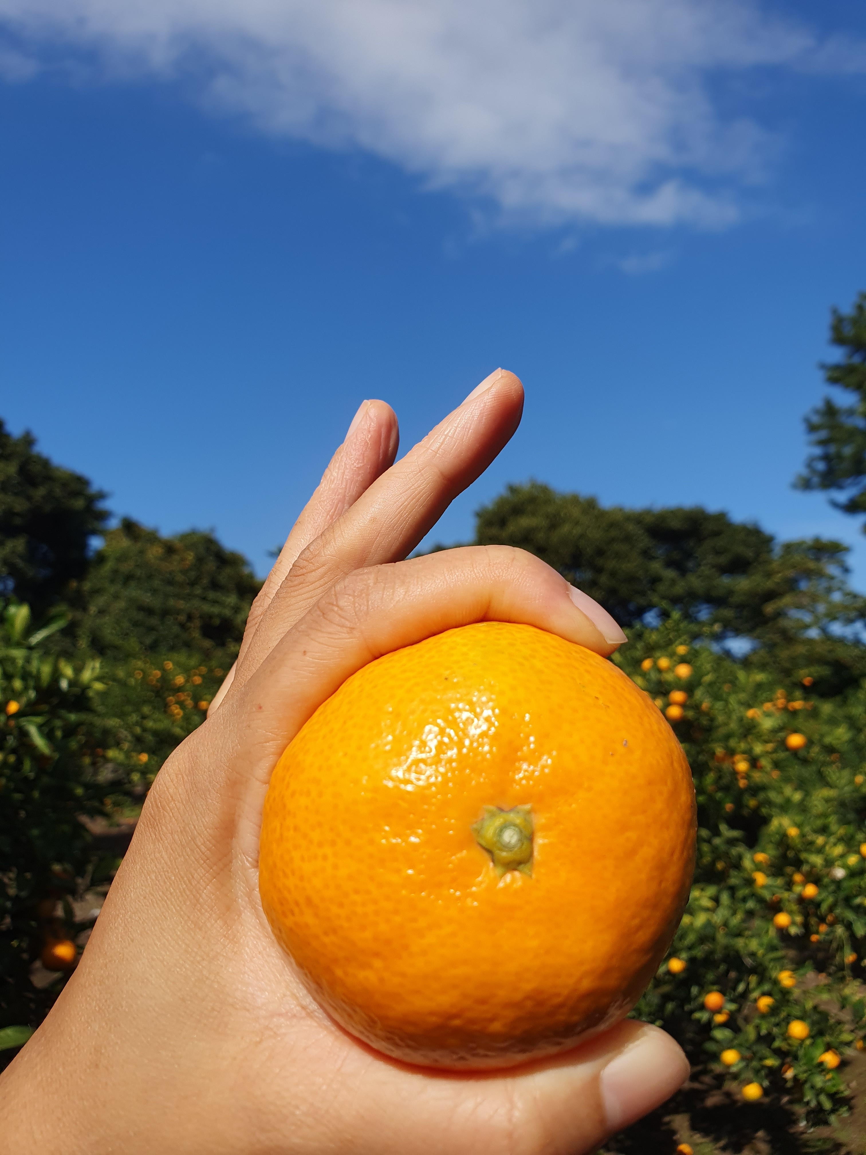 제주황금빛농원