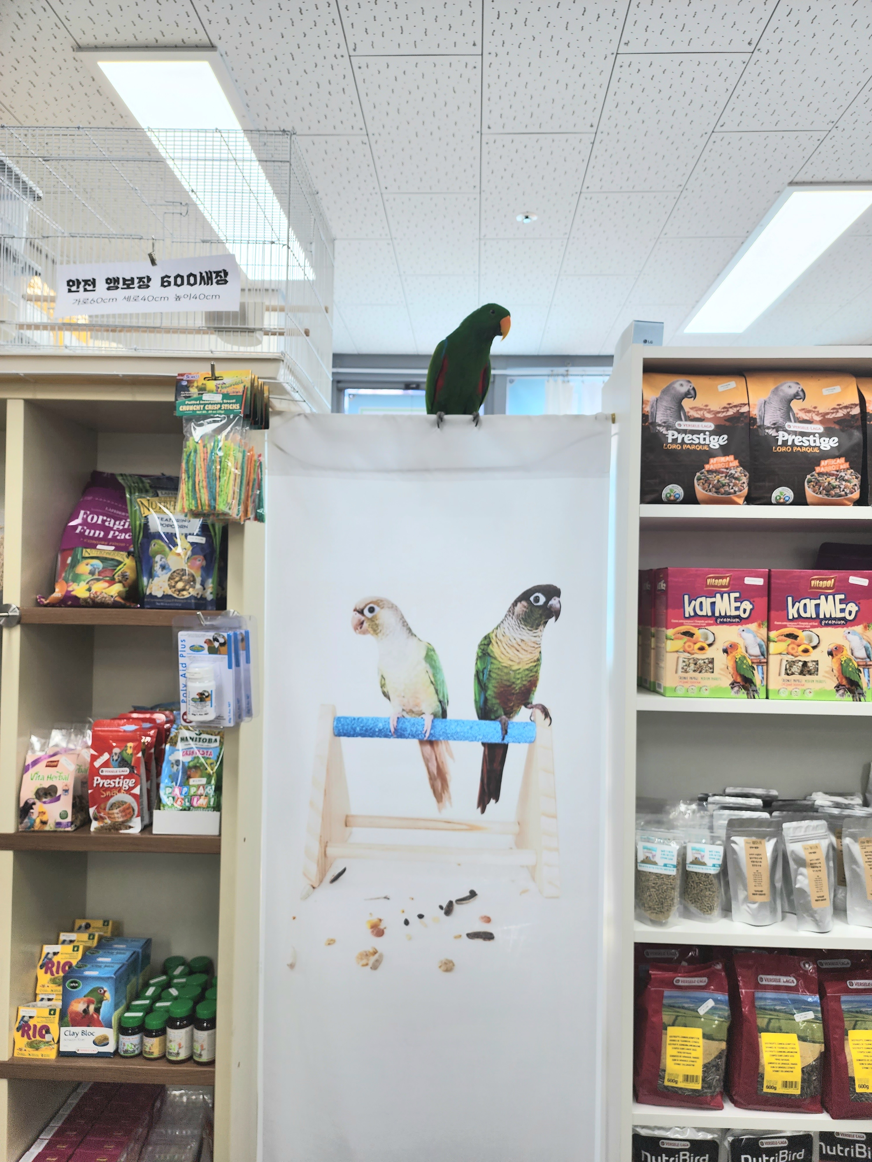 앵무상회 앵무시대 대표 이미지