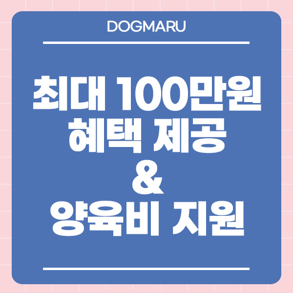 도그마루 고양이 강아지 무료