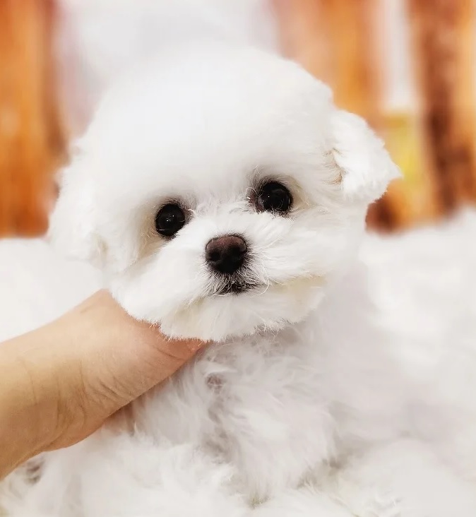 퍼피루시드 대표 이미지