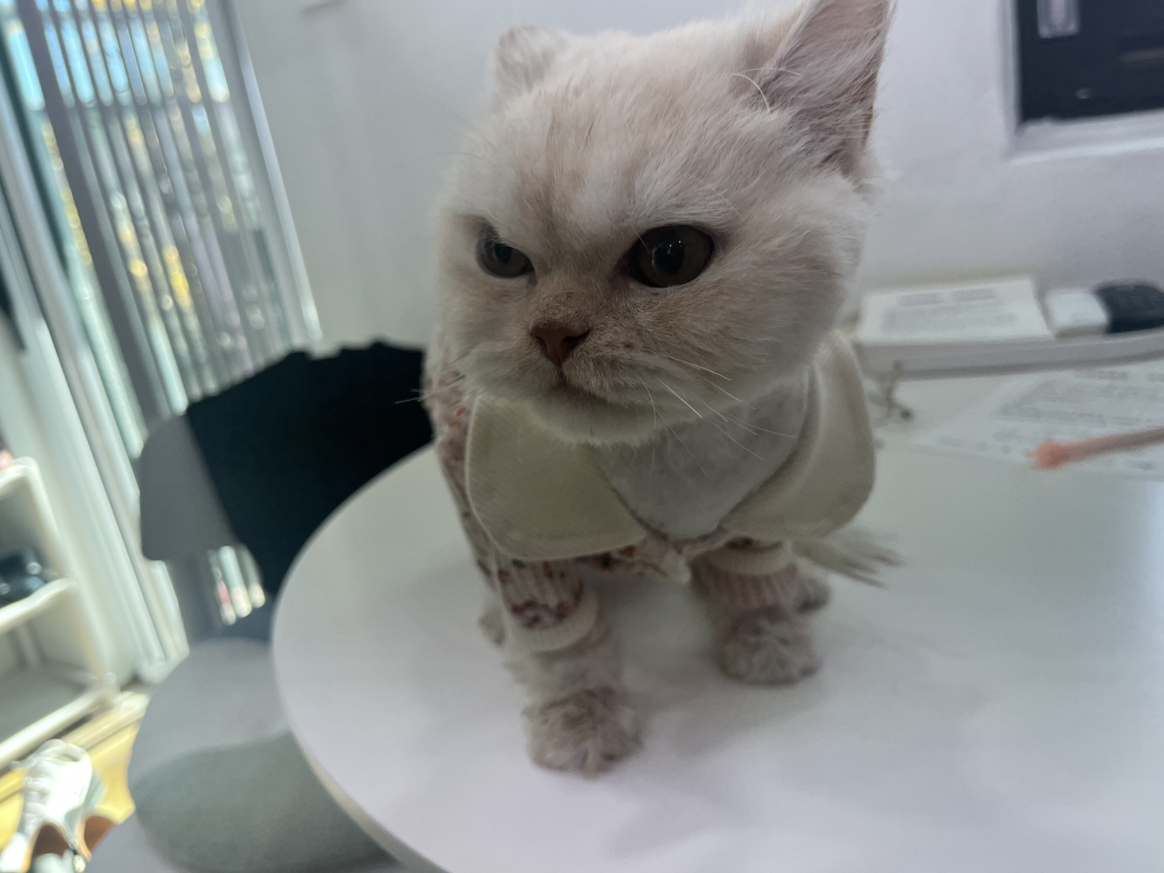 미모고양이 대표 이미지