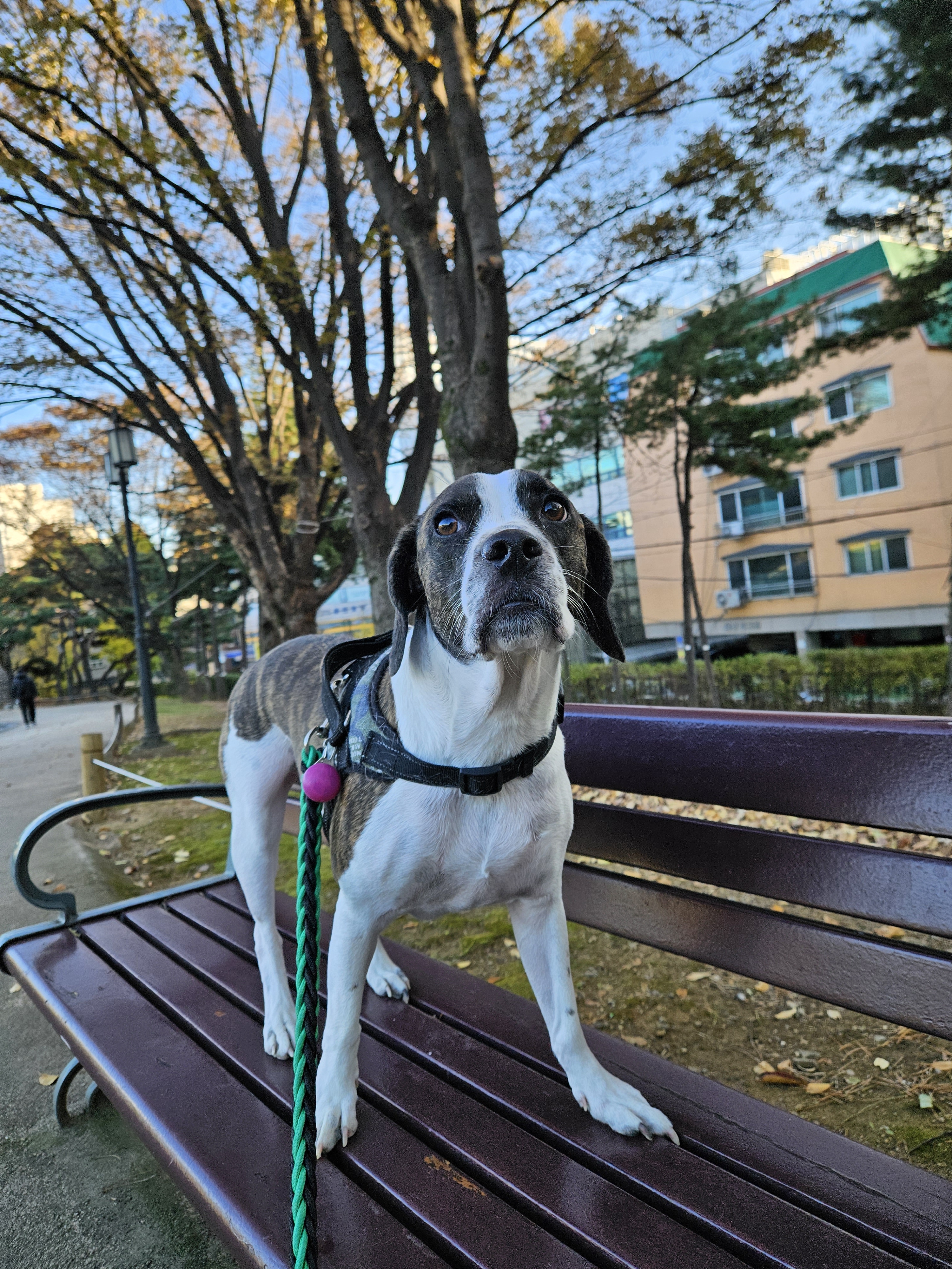 블루워크 애견유치원 애견호텔 대표 이미지