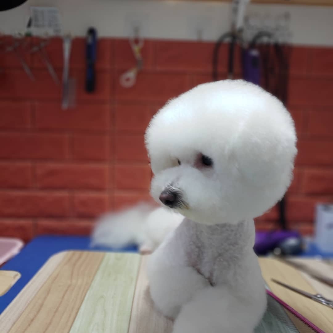 로즈펫살롱 대표 이미지