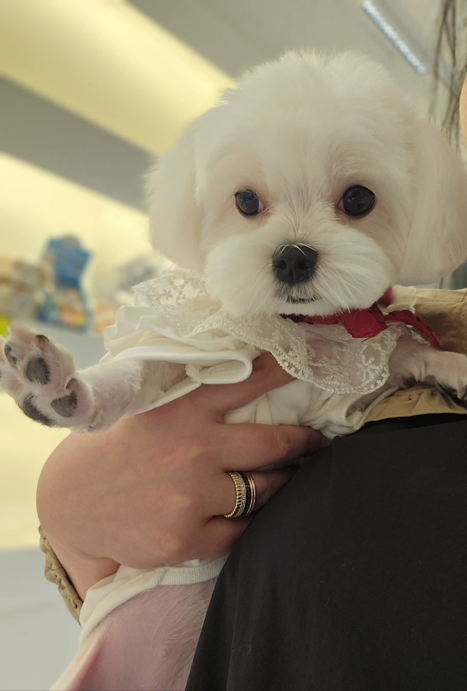 개털도사 대표 이미지