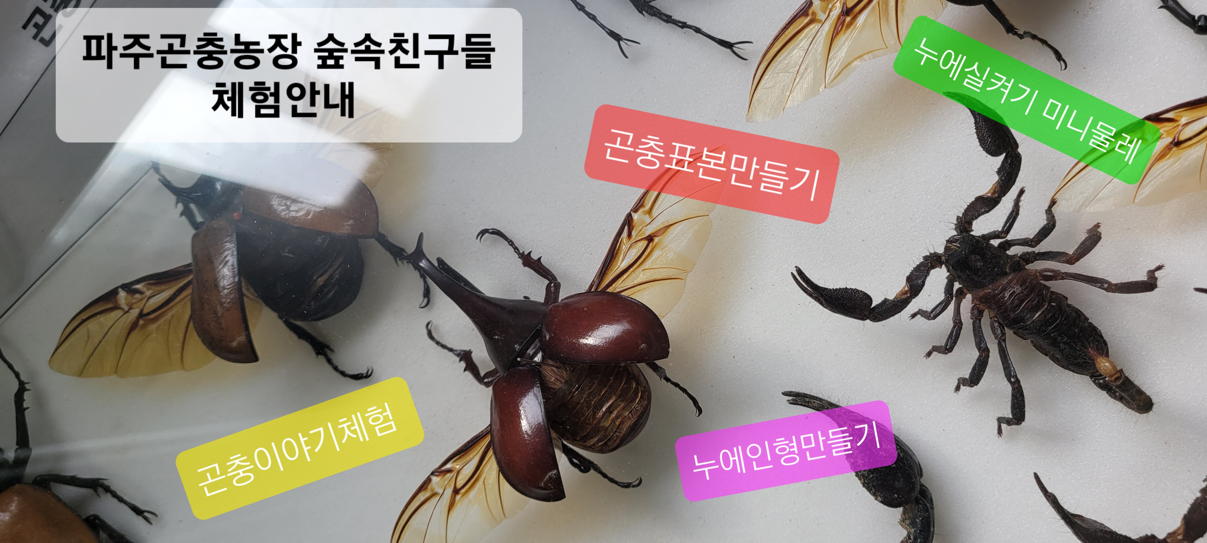 파주곤충농장숲속친구들